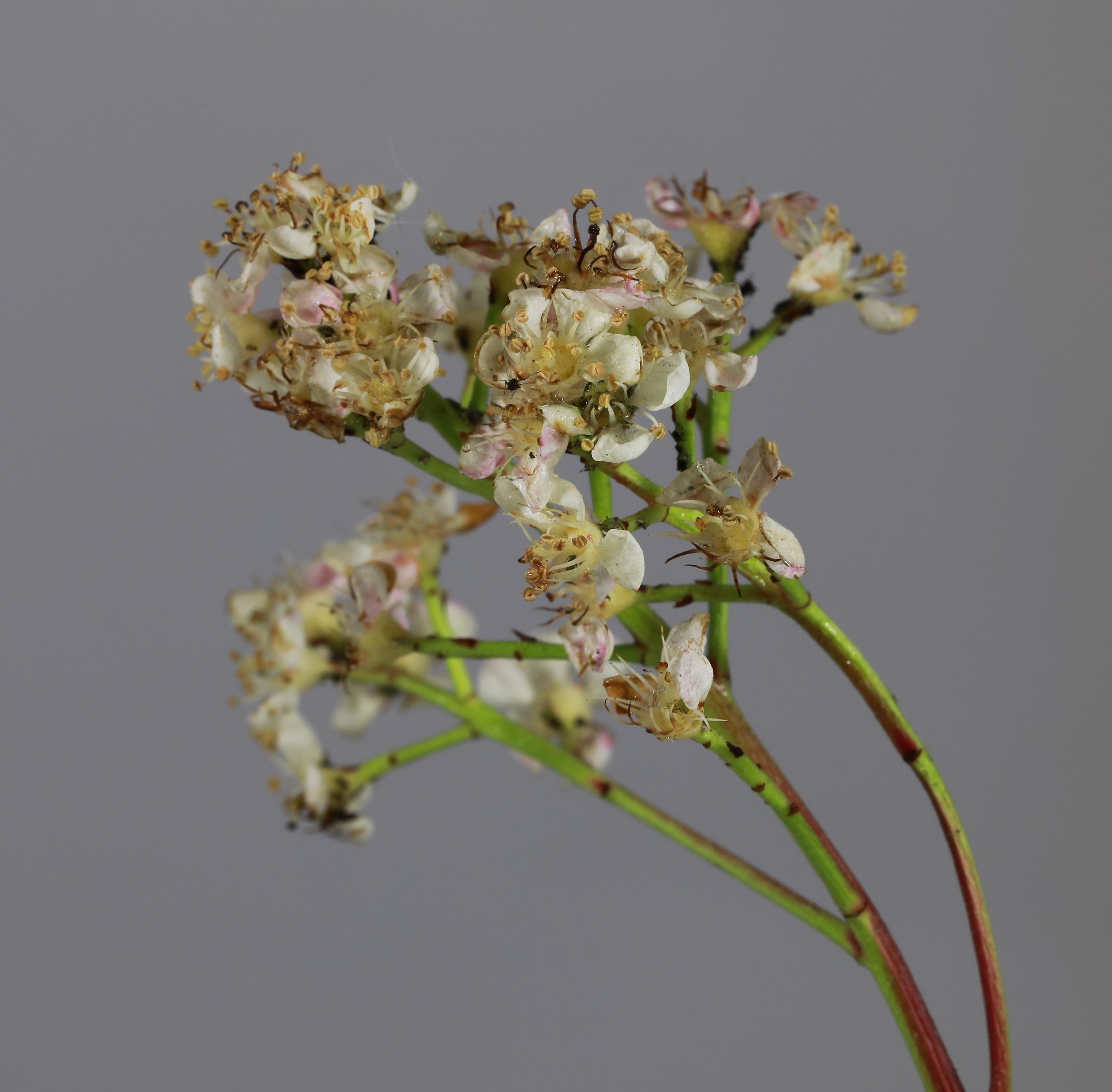 very small flower with insect