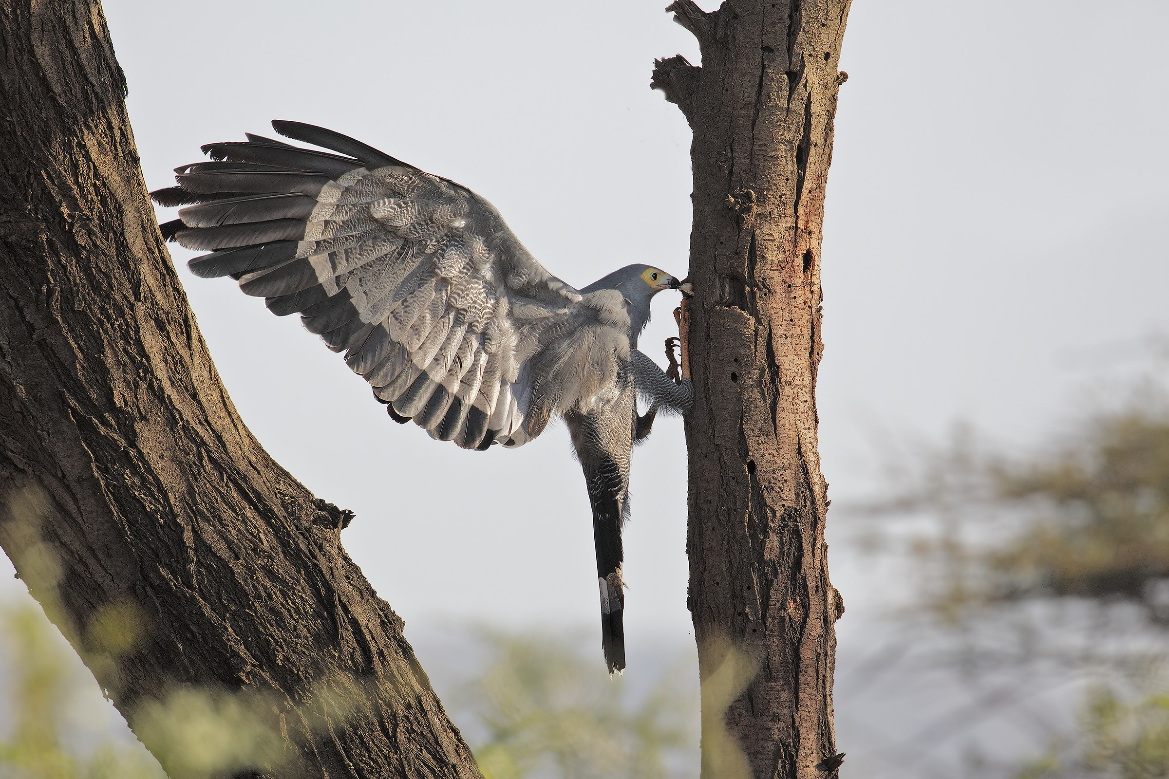 Sparviero serpentario africano