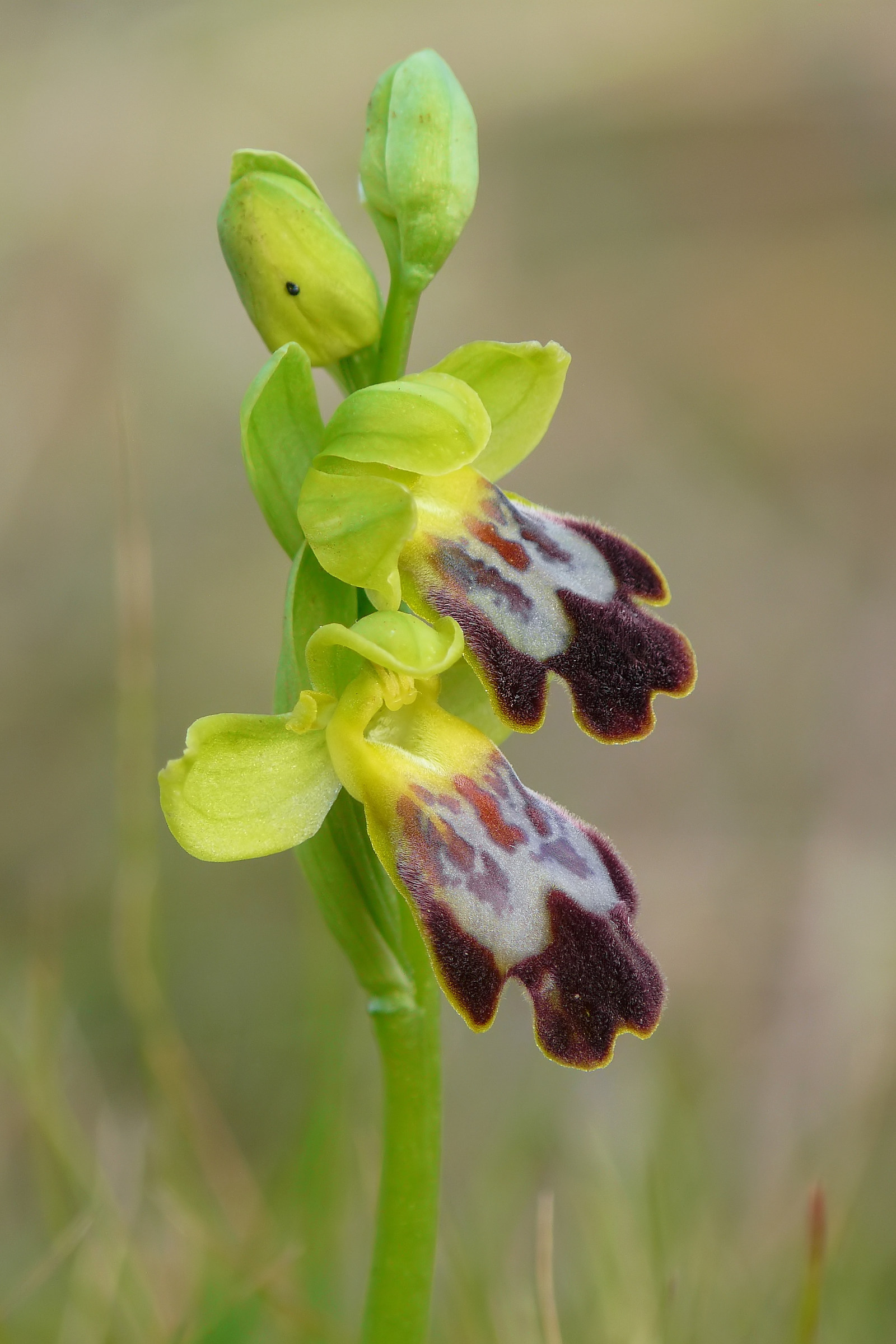 Ophrys lojaconoi