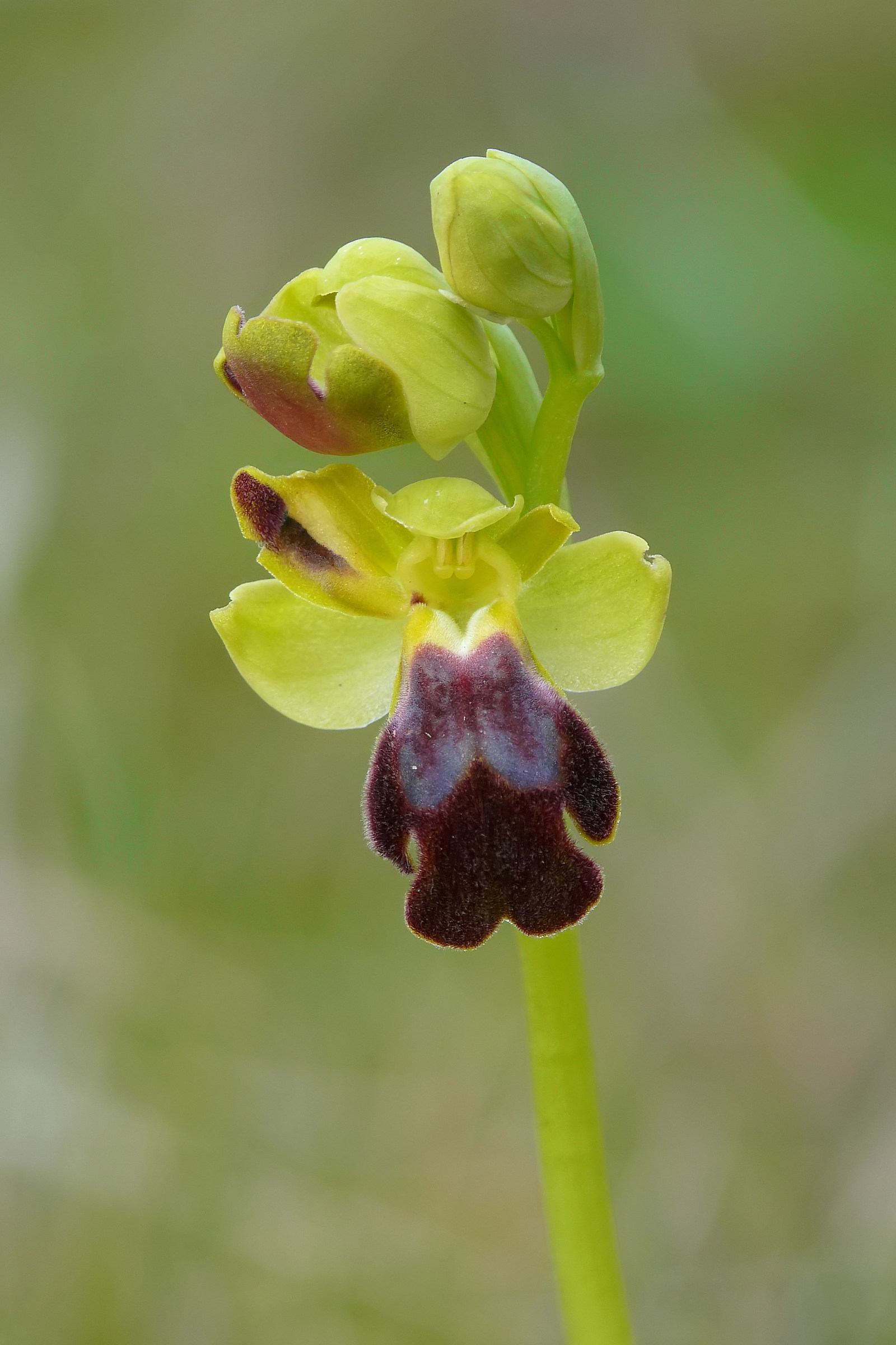 Ophrys lojaconoi