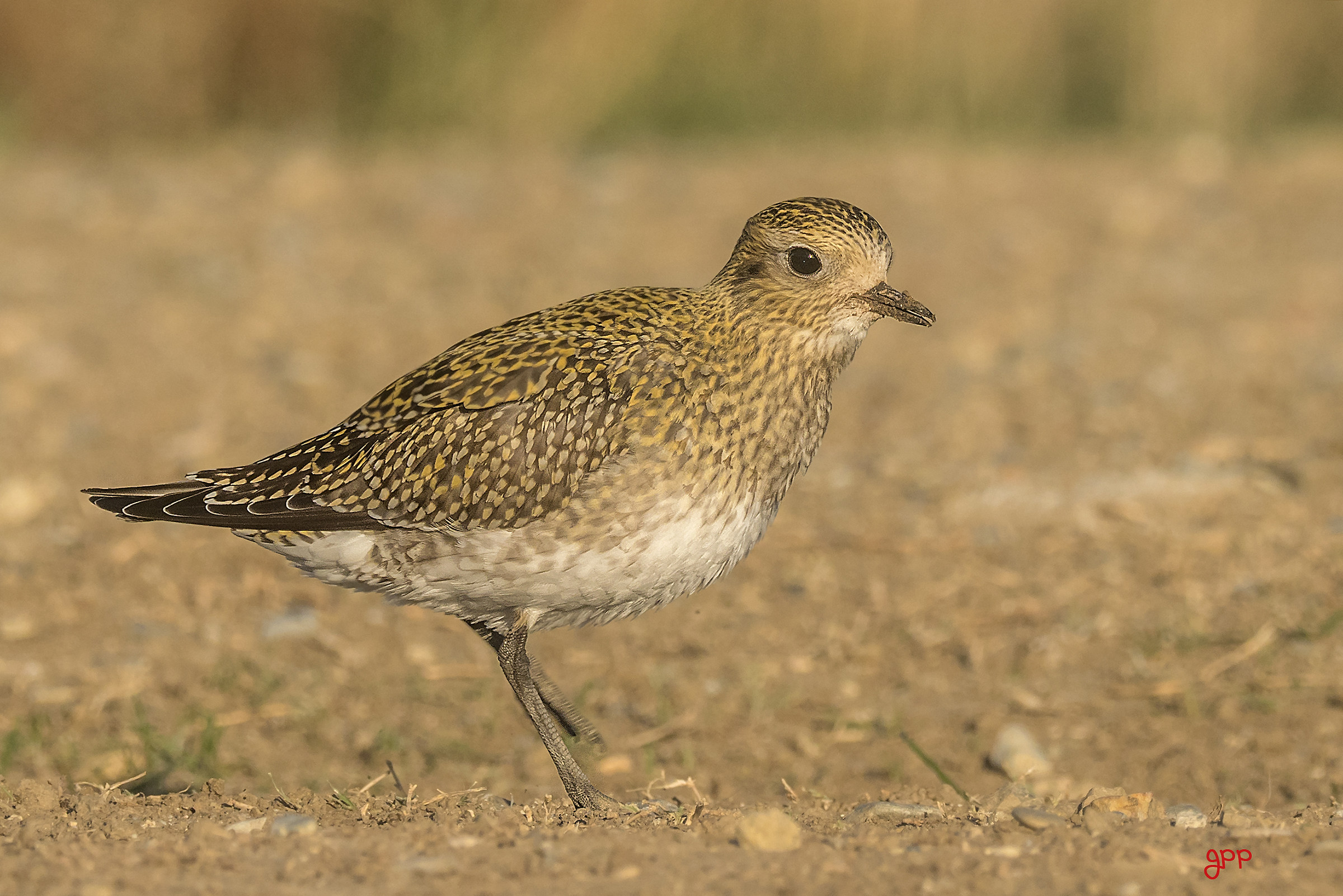 Golden plover