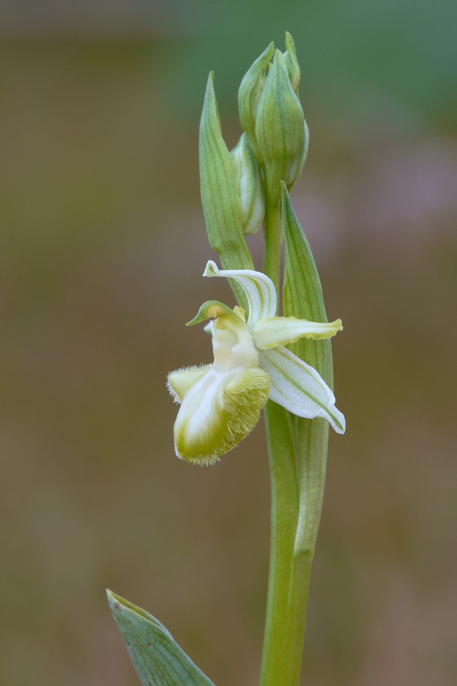 Ophrys sipontensis