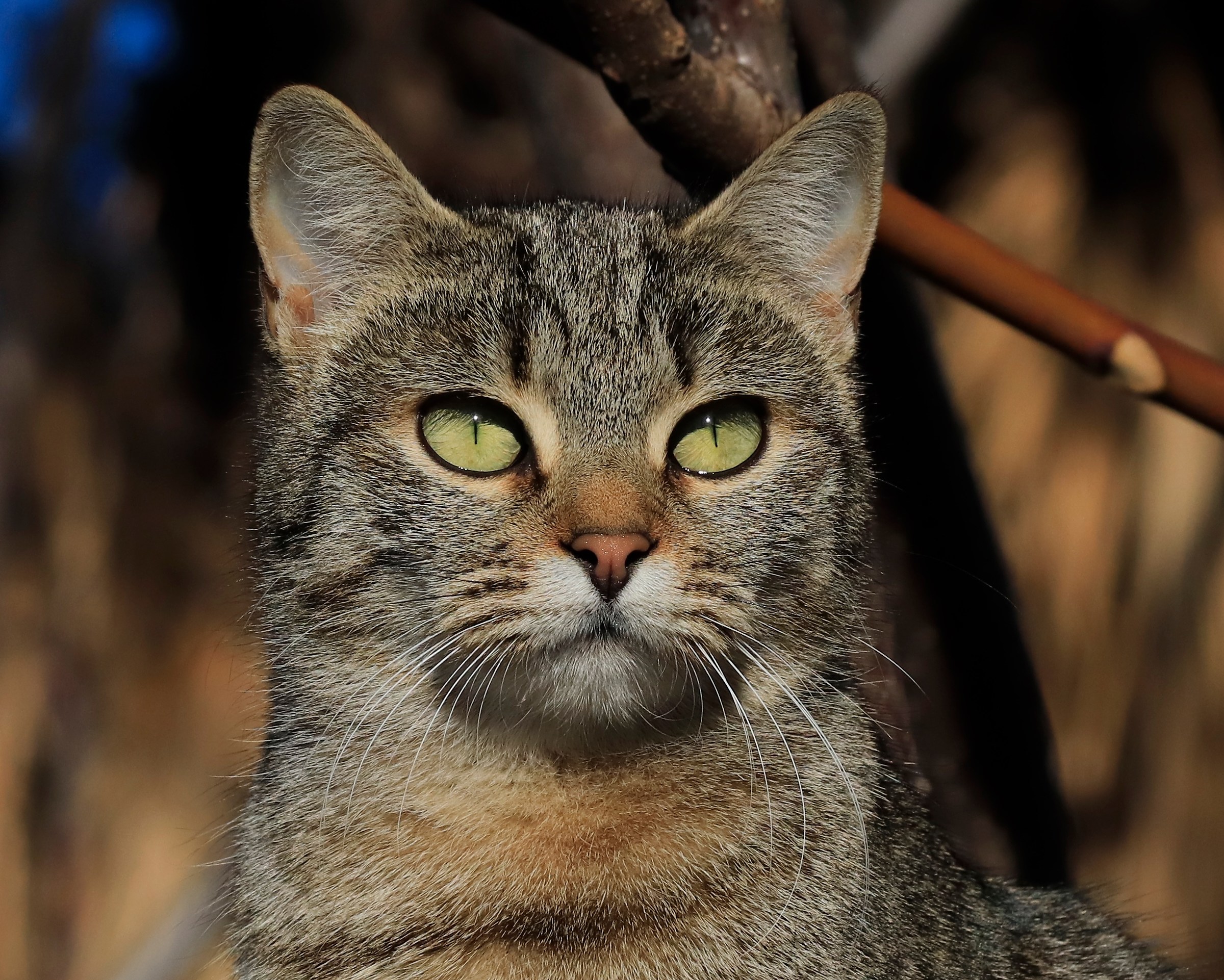 the head of the feline colony of the walls of Grosseto