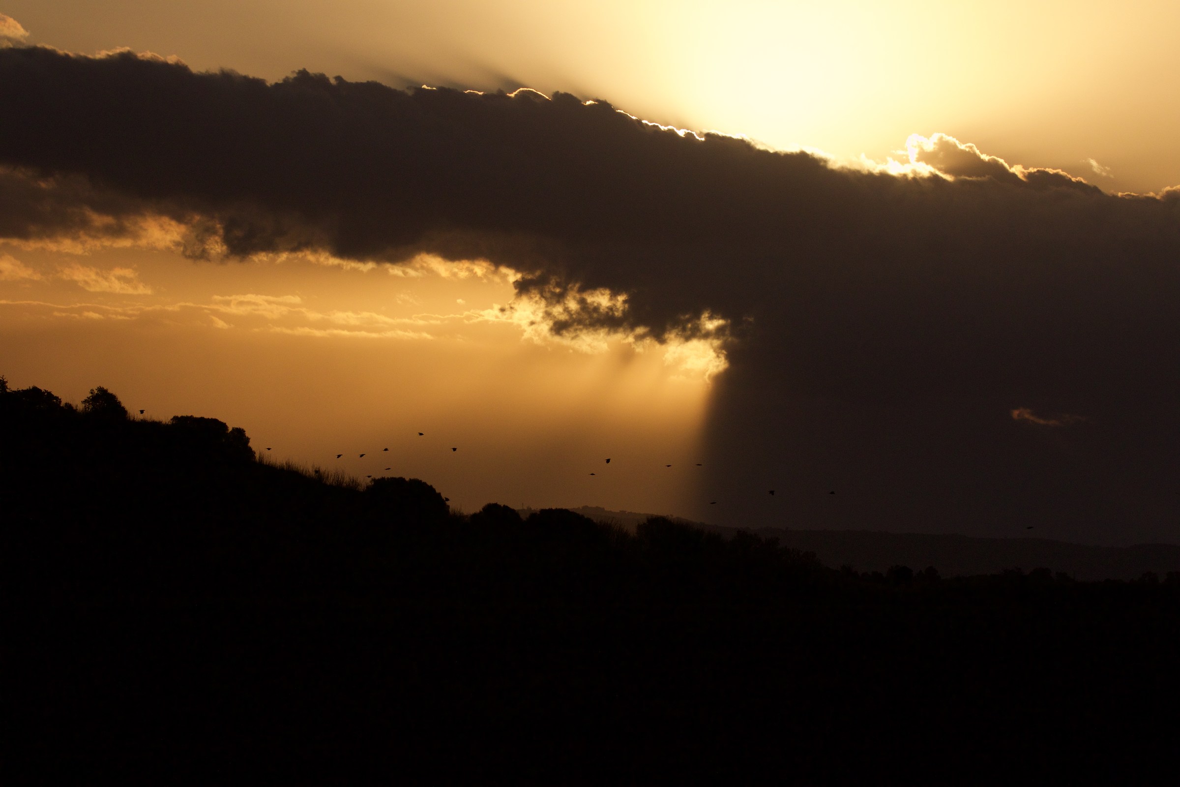 sunrise on the swamp of the diaccia botrona