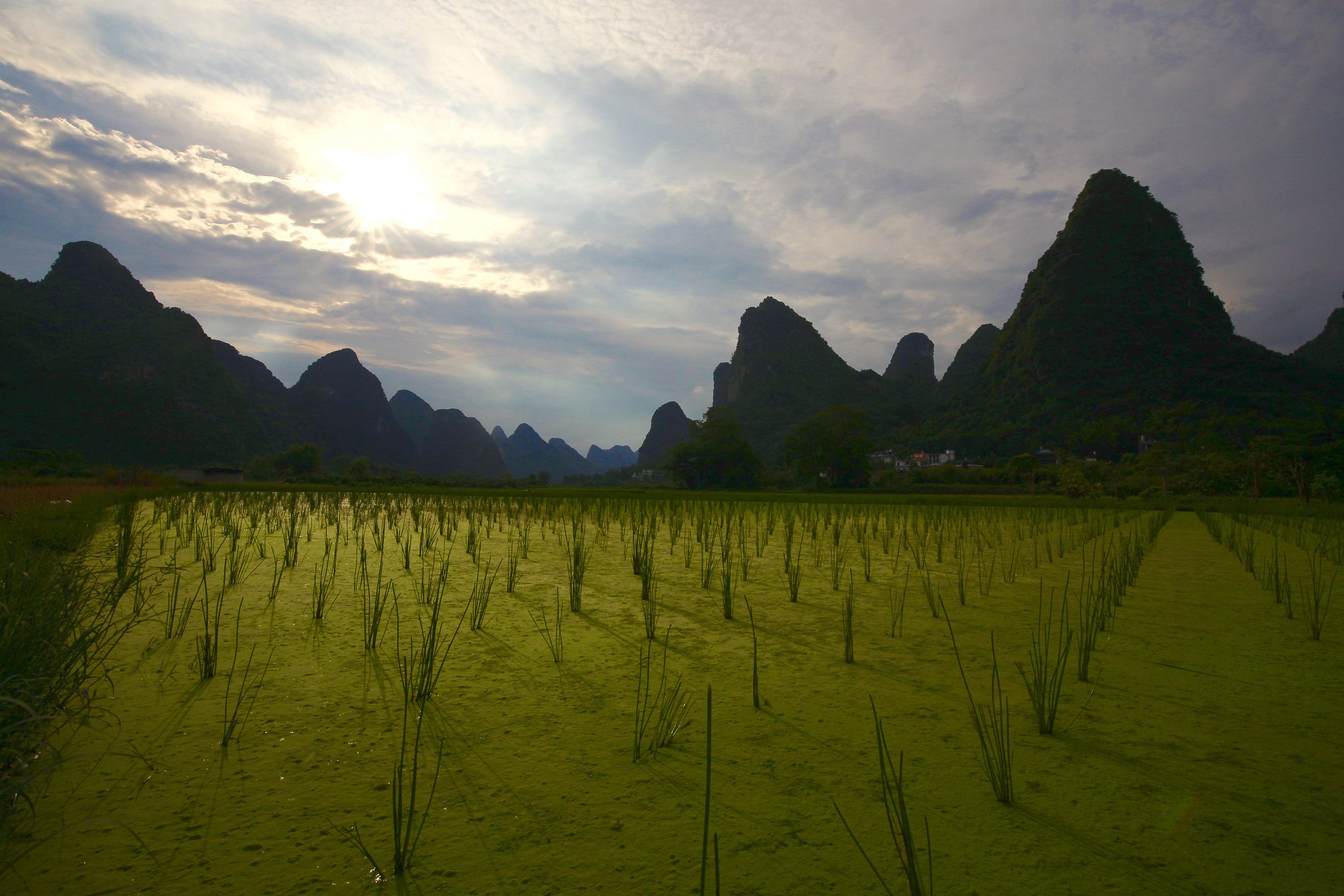 Rice paddy Yanghshuo