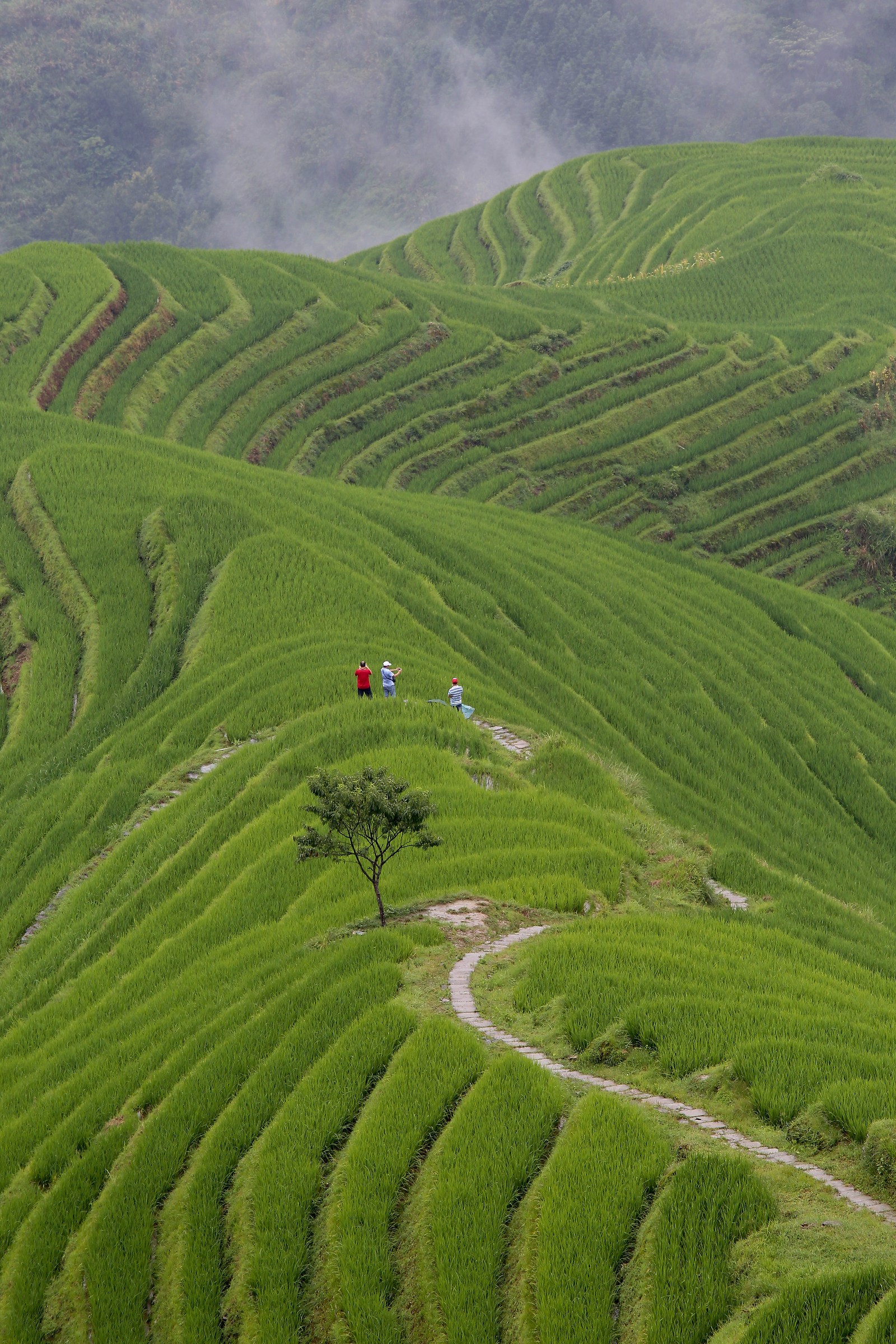 Longsheng rice fields