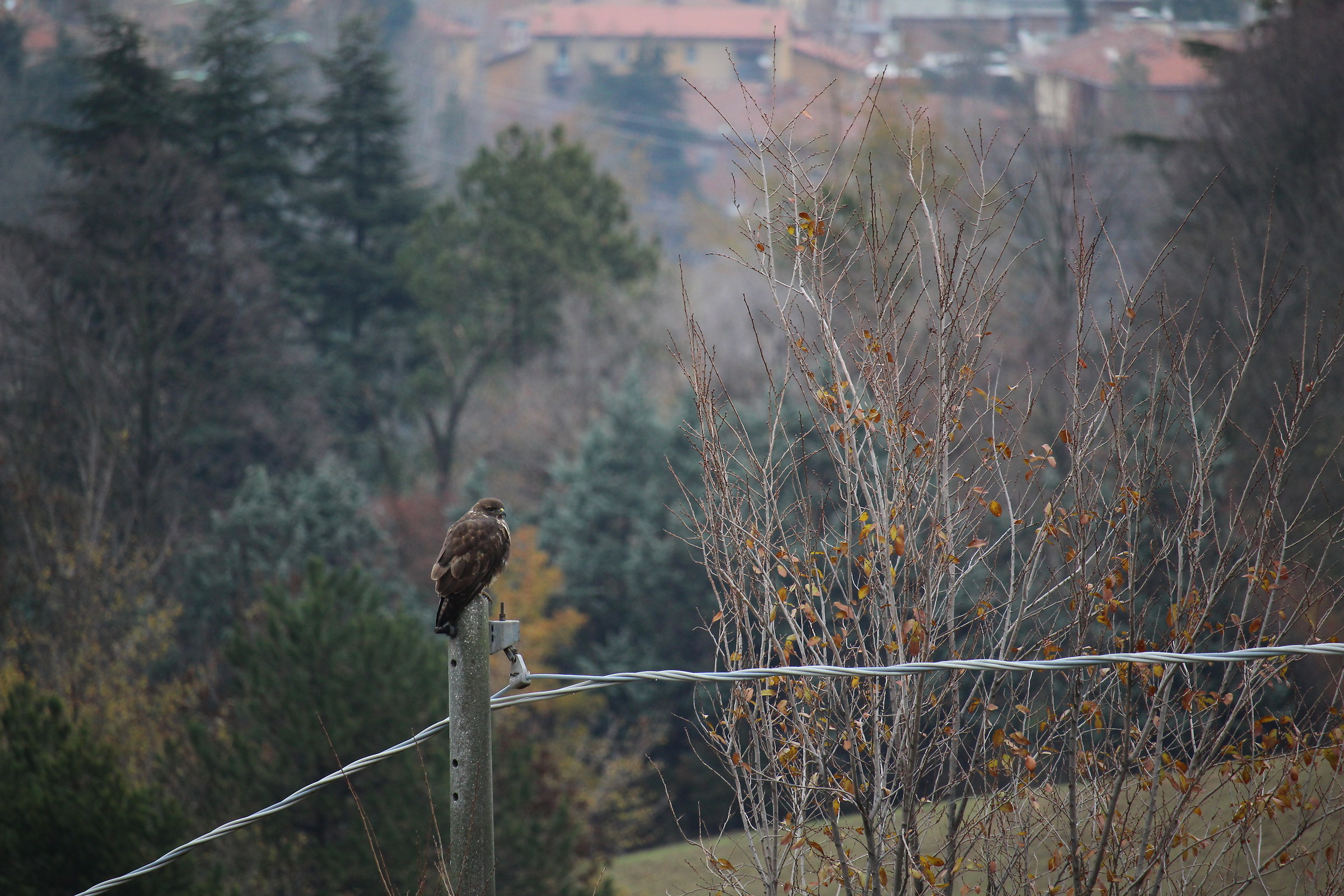 Nuova vicina di casa