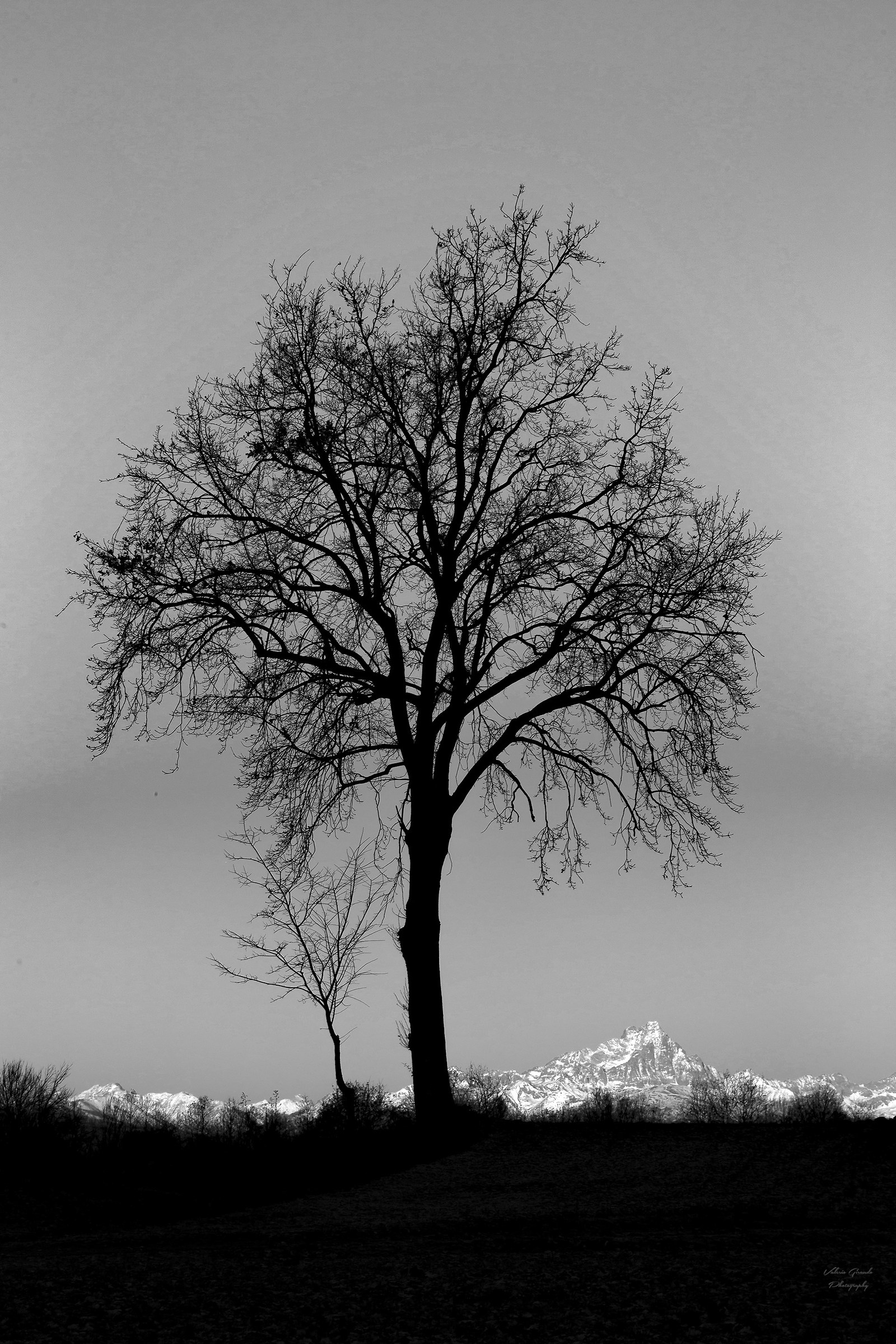 Plants that admire the RE