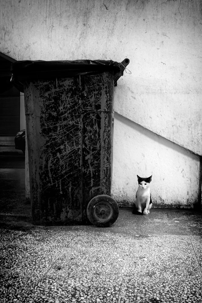 street's cat photography