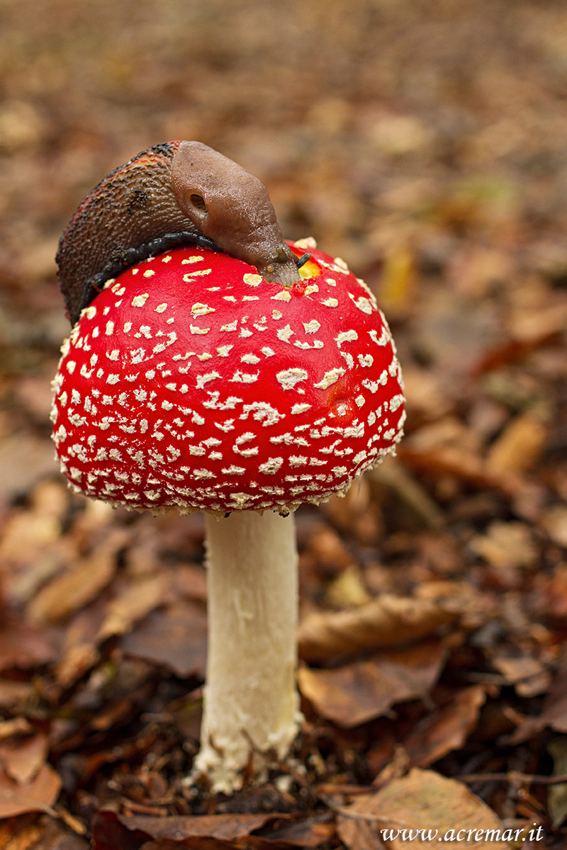 Amanita muscaria