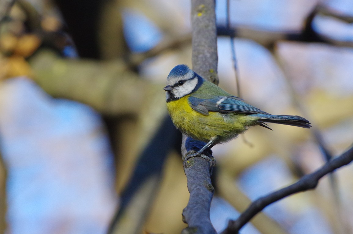 Cinciarella (Parus caeruleus)