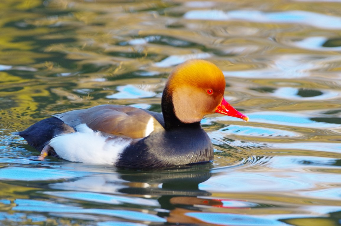 Fistione turco m. (Netta rufina)