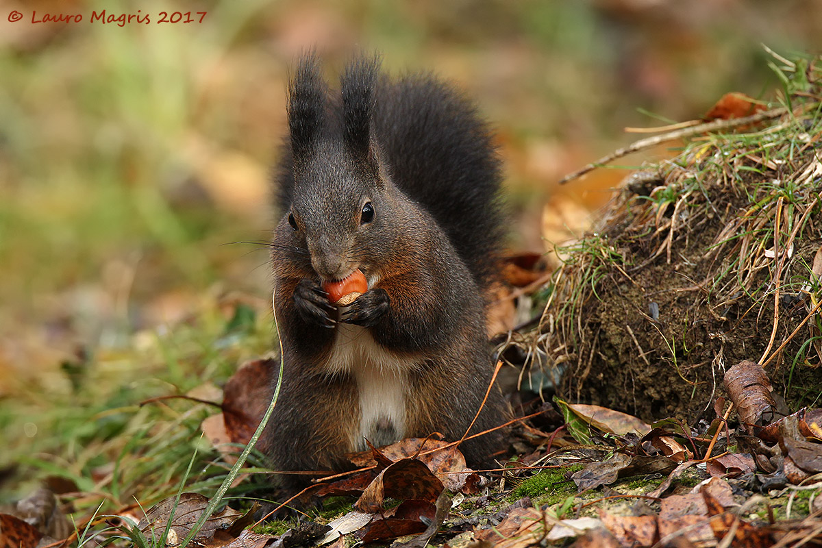 Preso con le zampe nel sacco