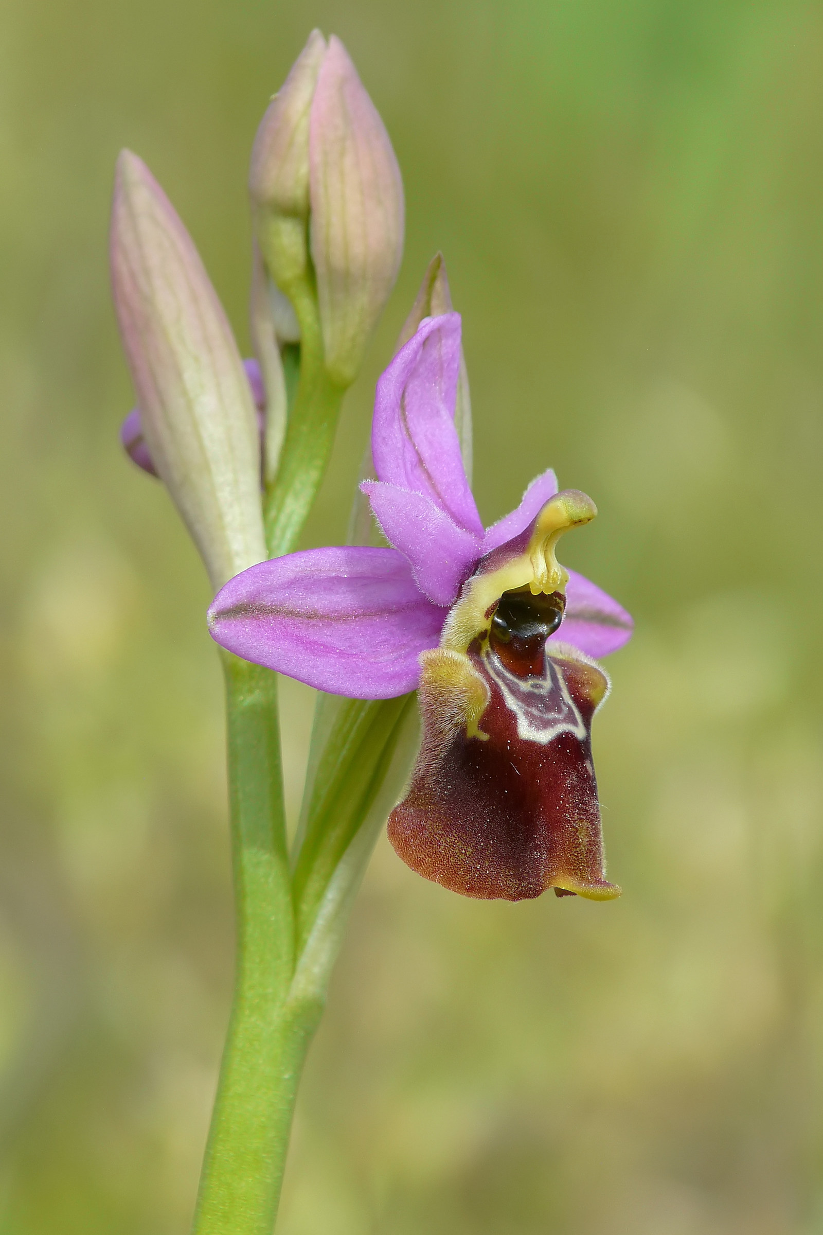 Ophrys apulica x Ophrys tenthredinifera