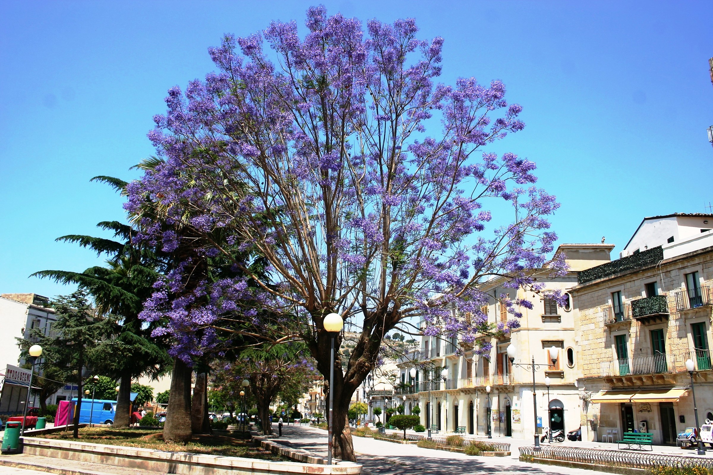 the tree with purple flowers (Scicli)