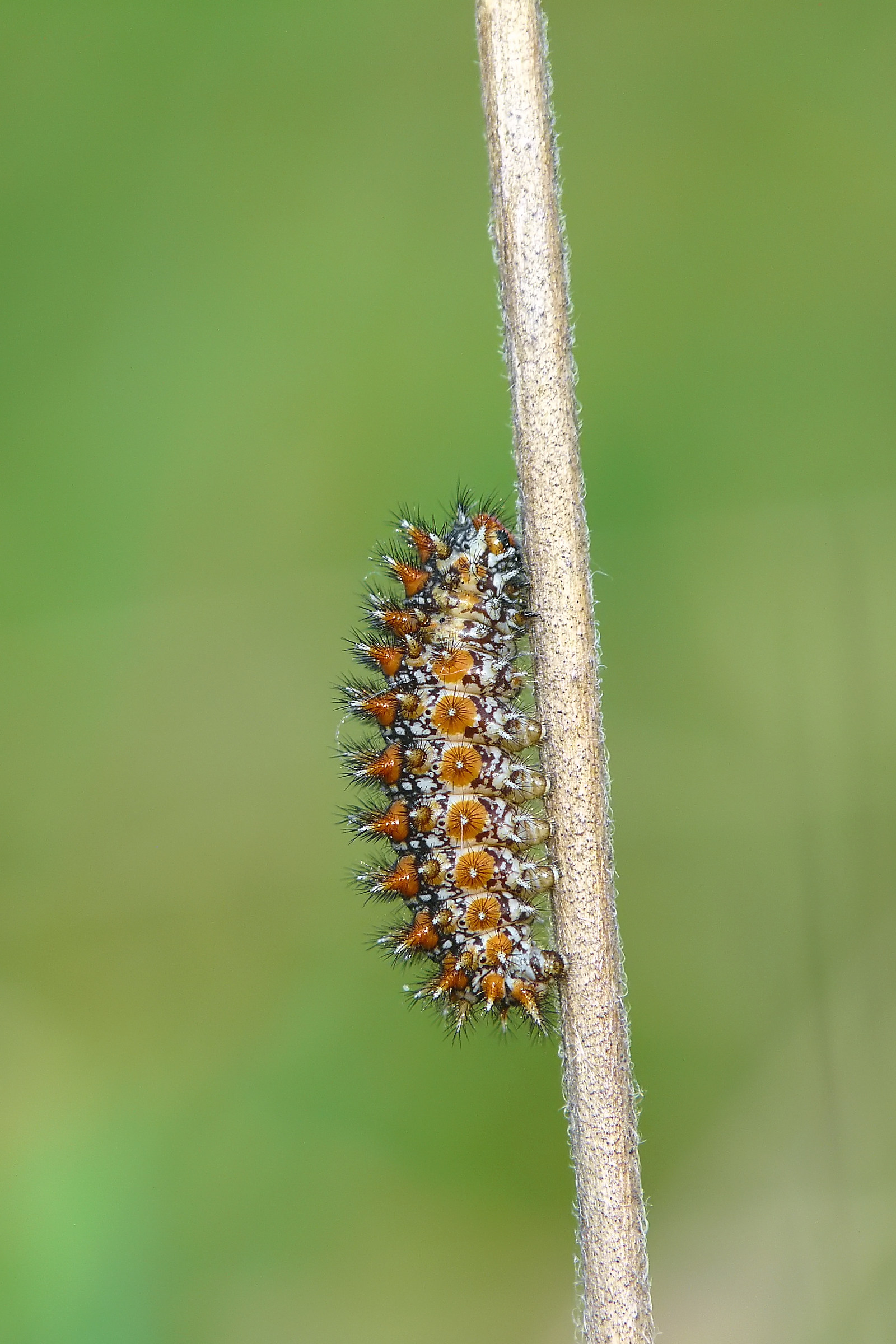 Bruco di Melitea didyma