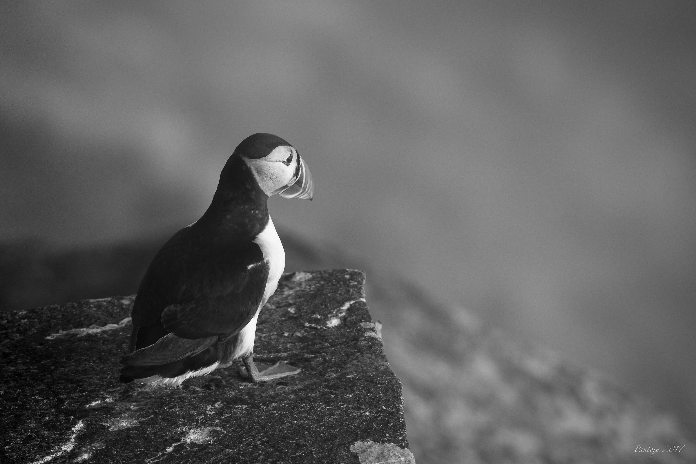 Atlantic puffin