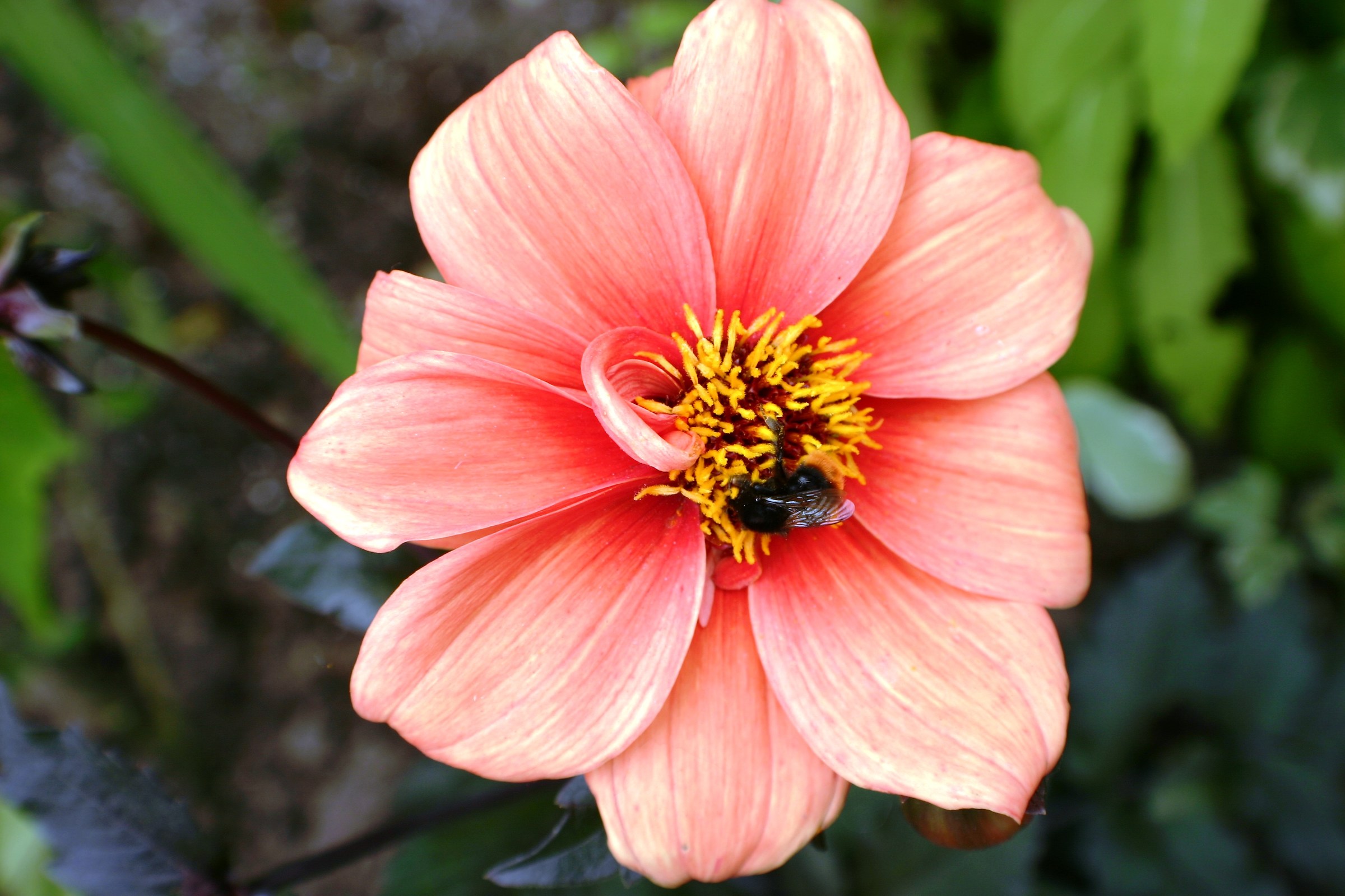 the pink / orange flower in the garden of Monet (Giverny)