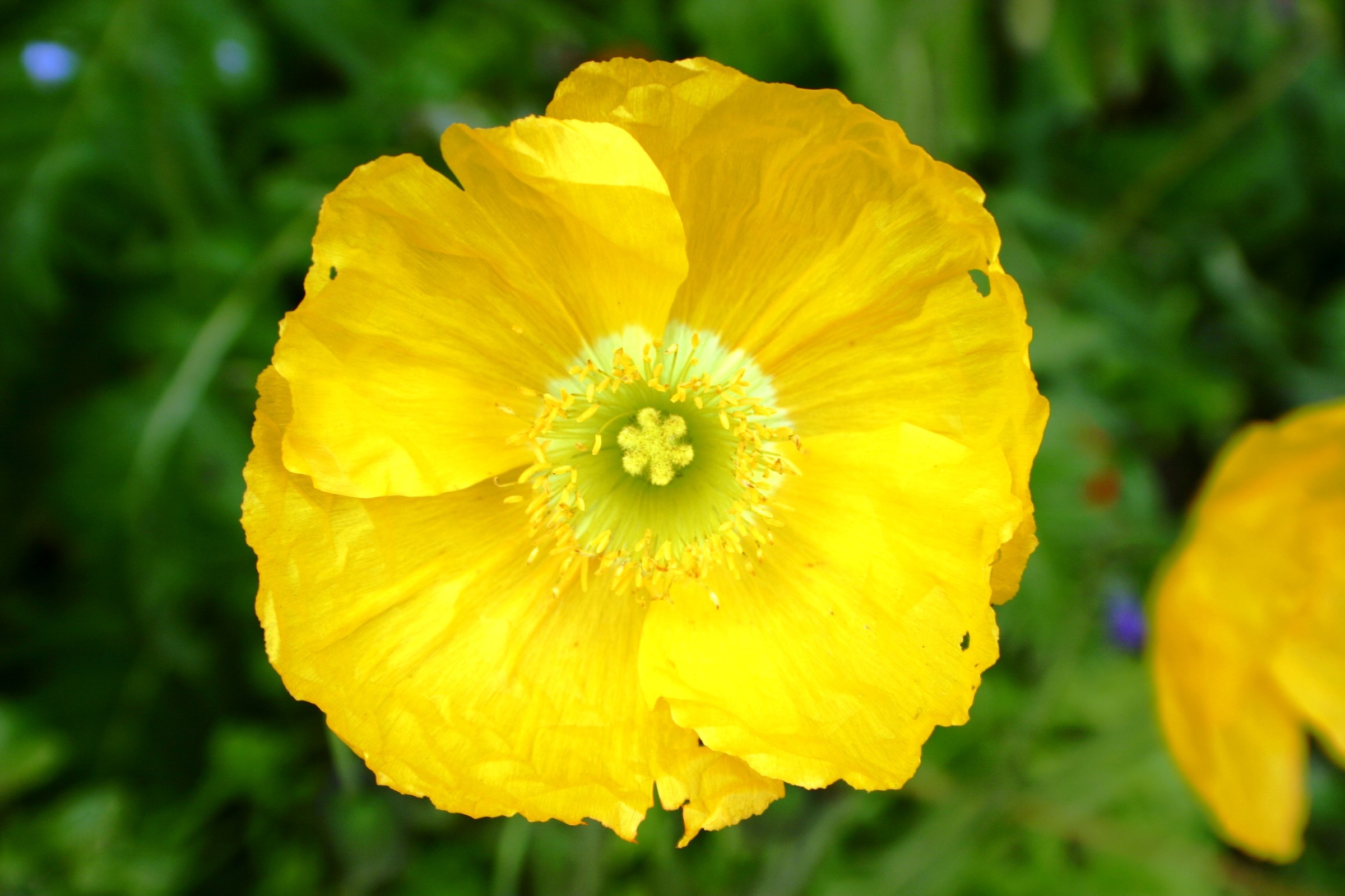 the yellow flower in the garden of Monet (giverny)