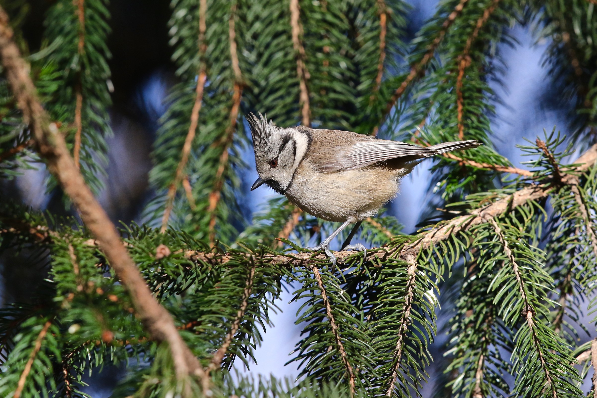 Crested Tit