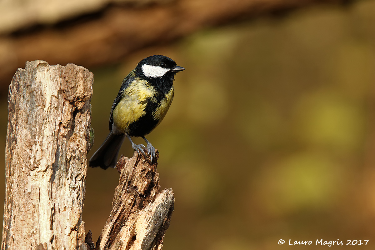 Cinciallegra bagnata