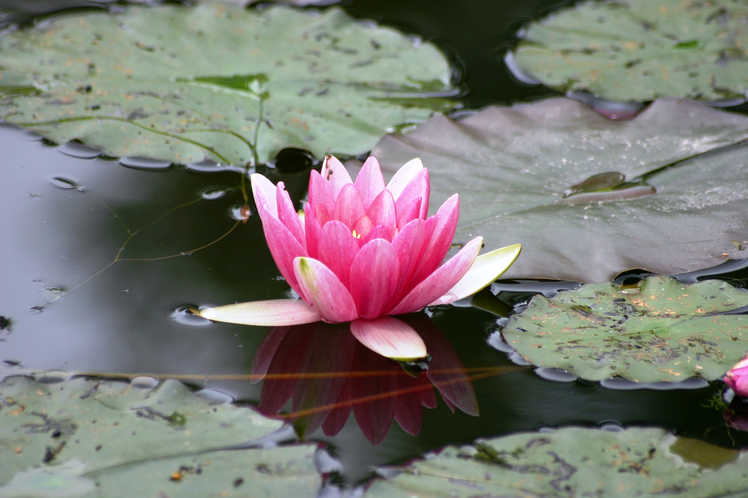 The pink water lily in the garden of Monet (Giverny)