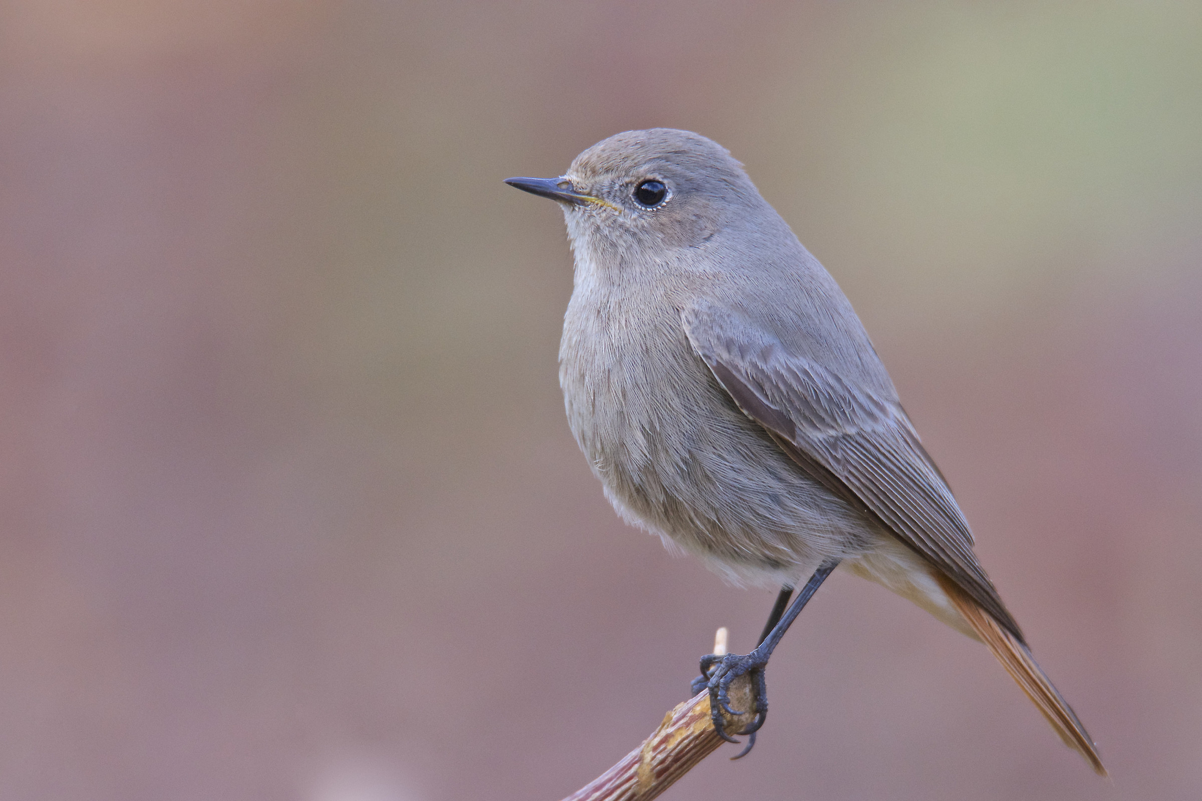 Codirosso spazzacamino