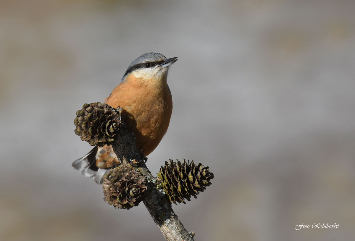 Nuthatch ...