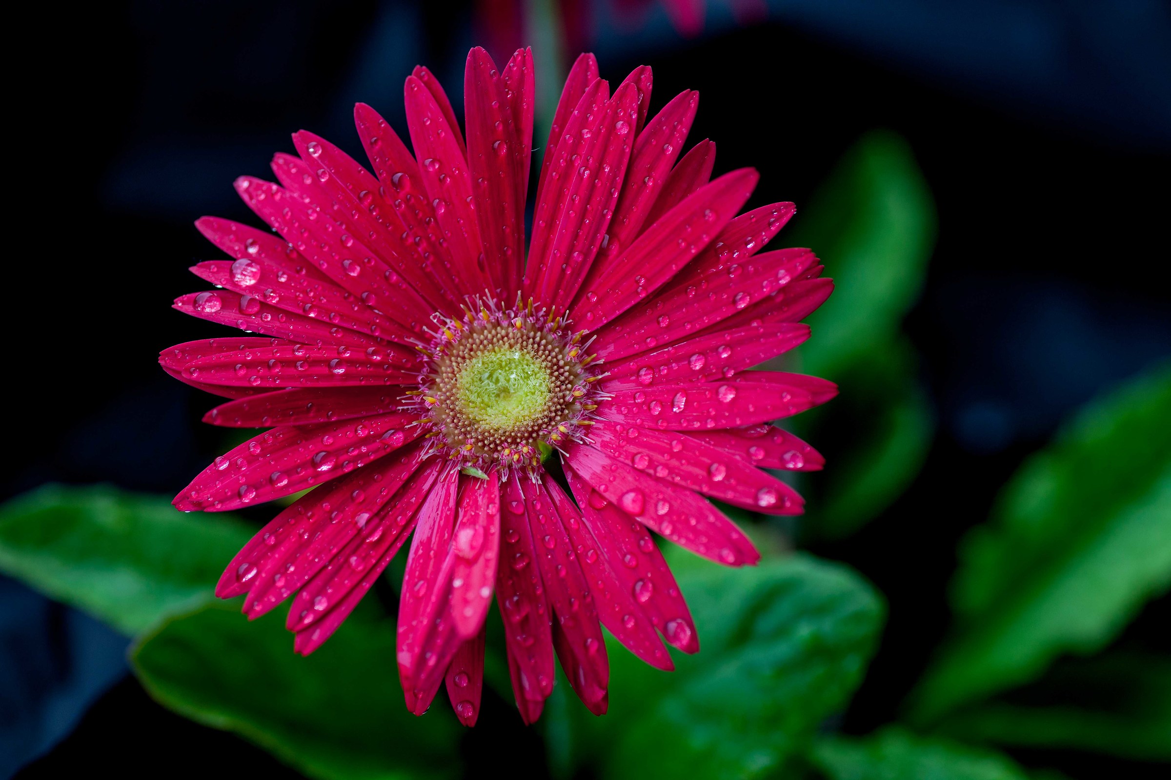 Gerbera