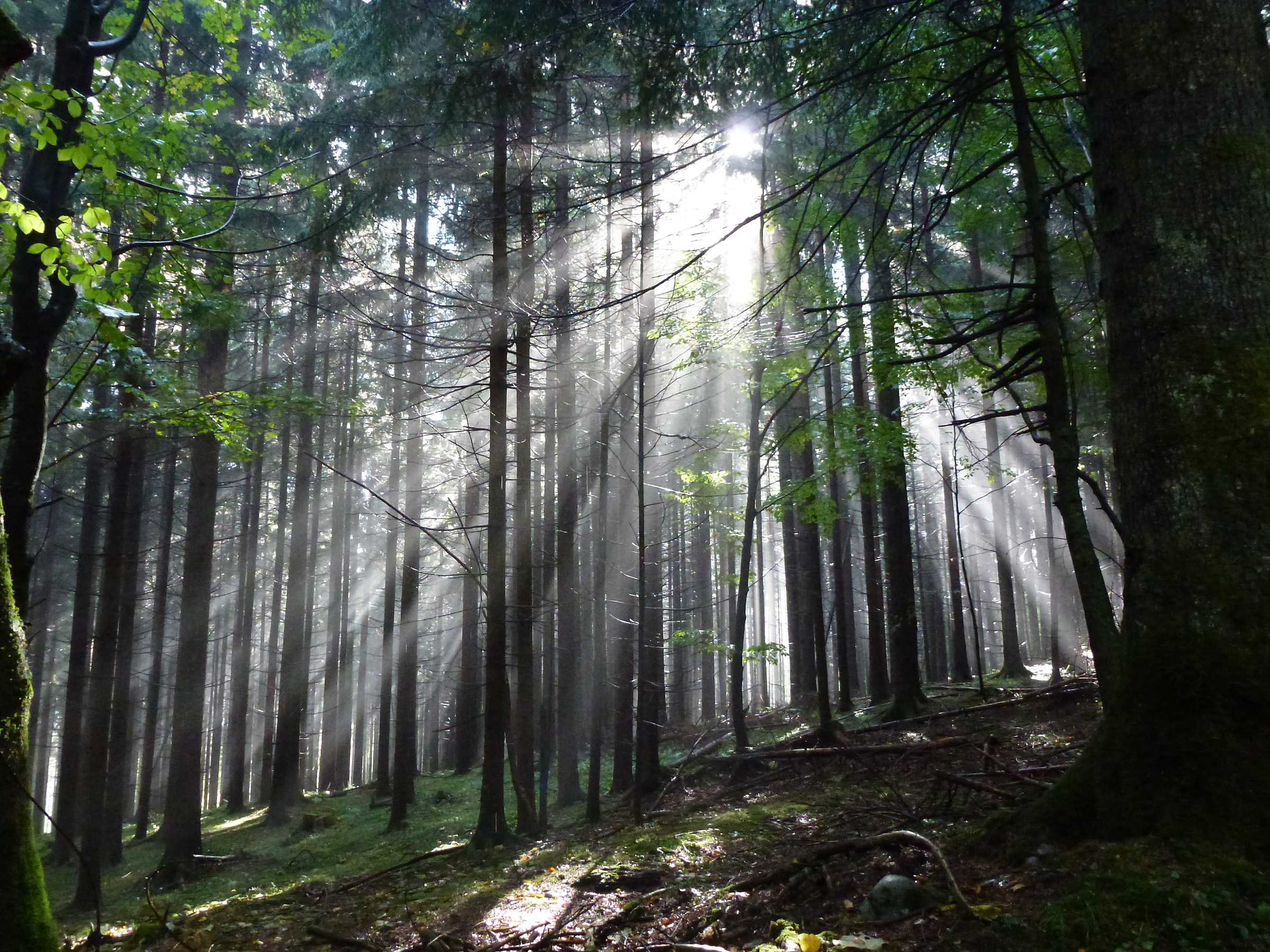 la luce della foresta