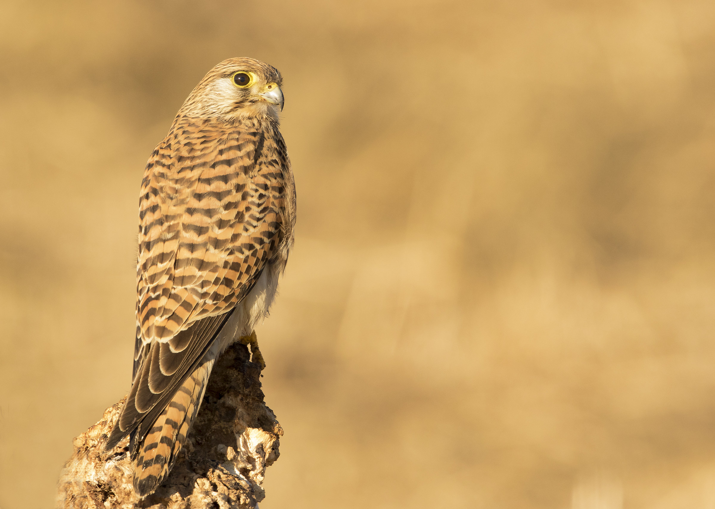 HIS majesty "IL GHEPPIO"