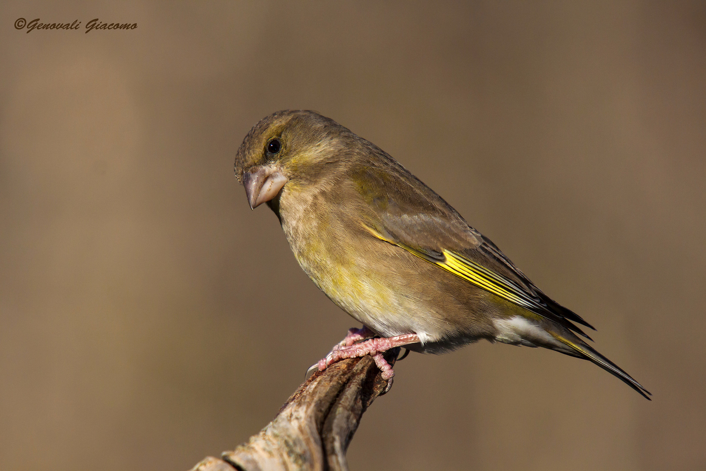 greenfinch