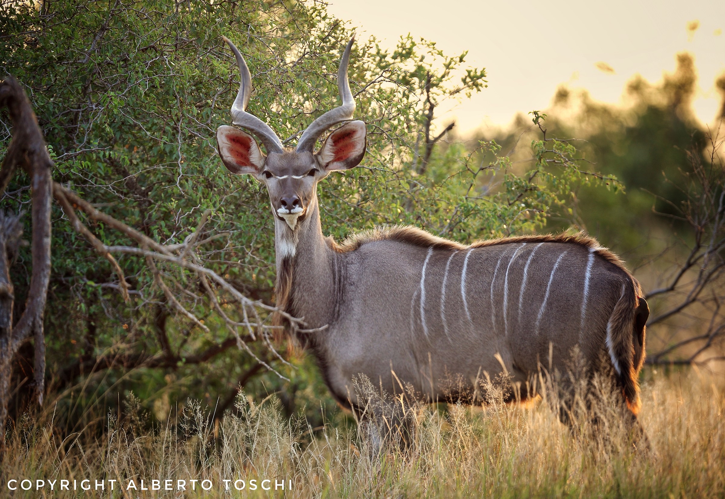 Kudu