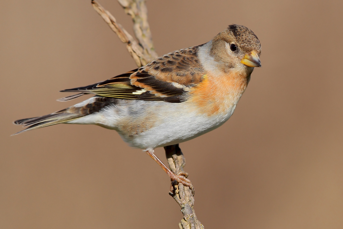 Brambling