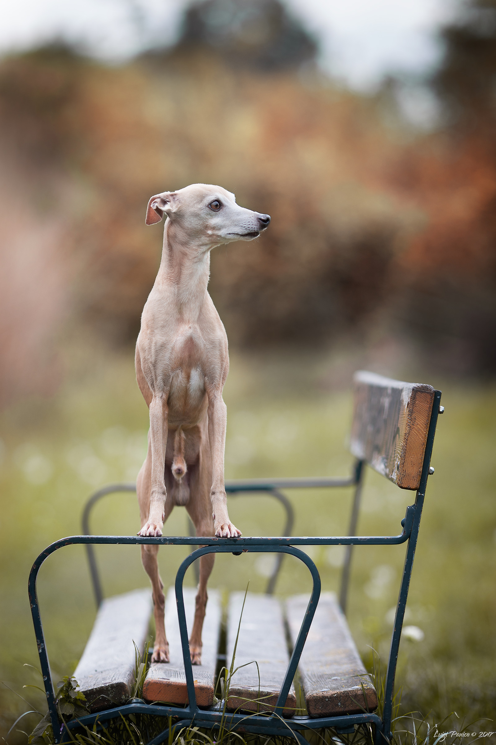 Italian Greyhound
