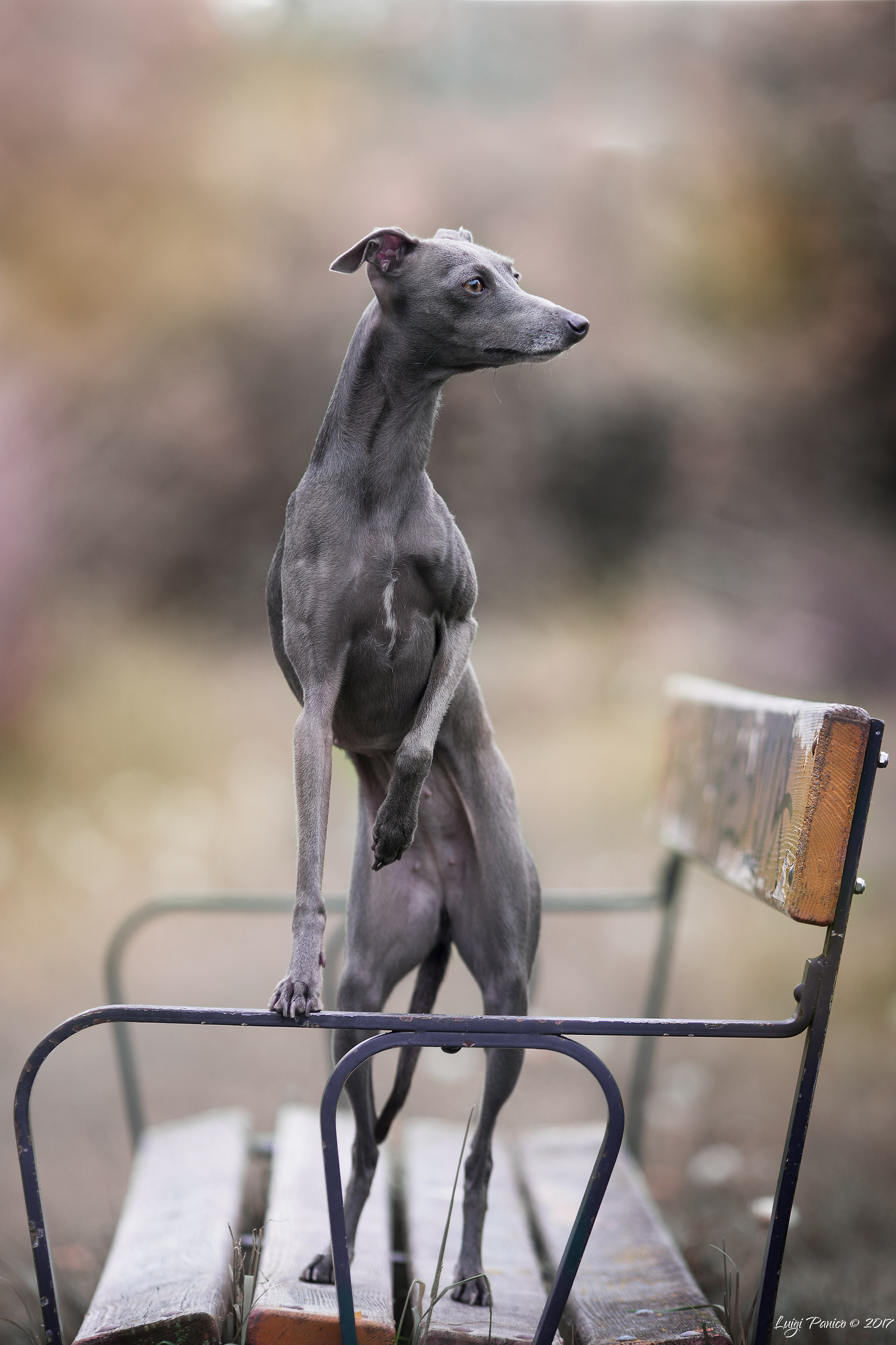 Italian Greyhound