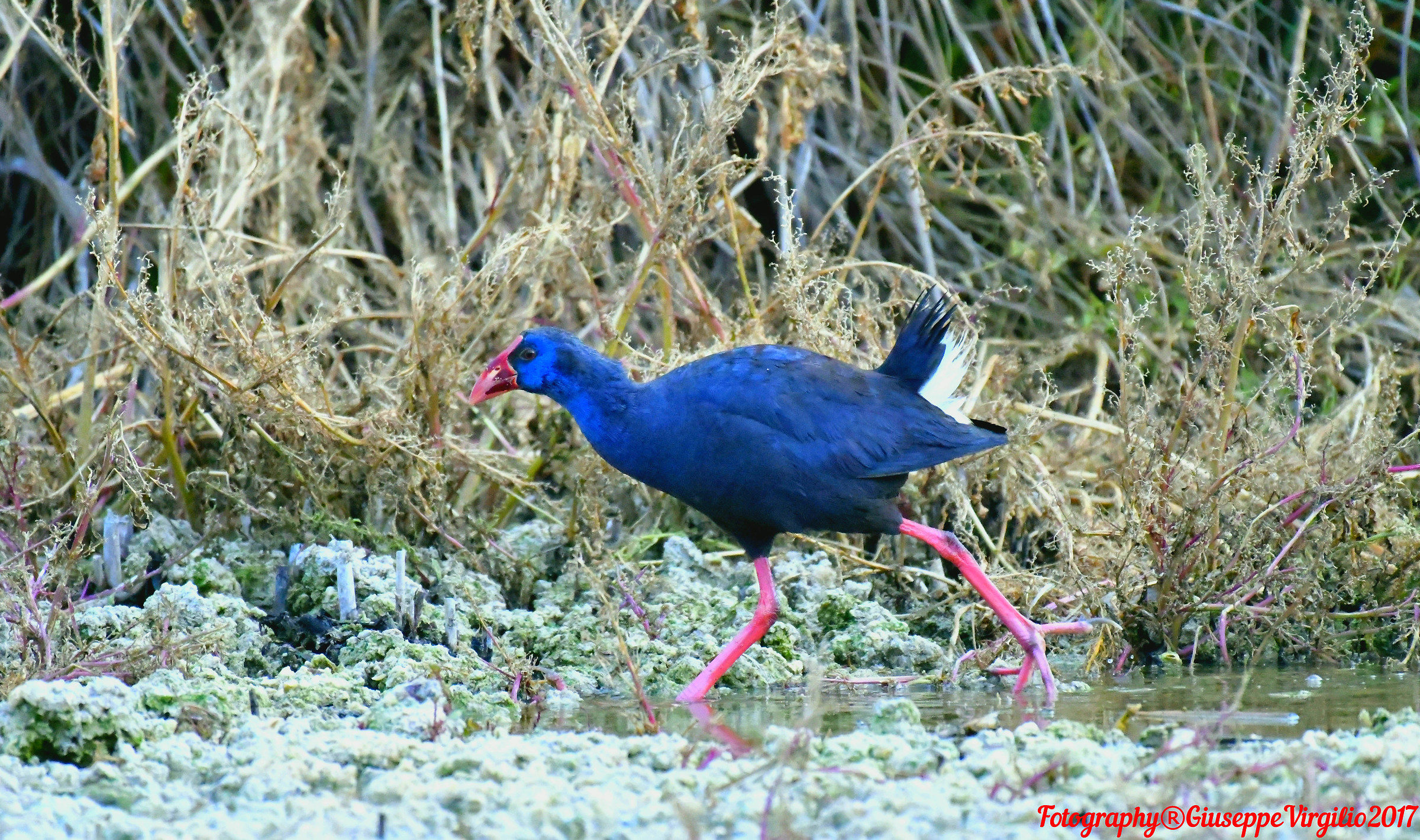 Sultan Chicken - North Sardinia Dec. 2017
