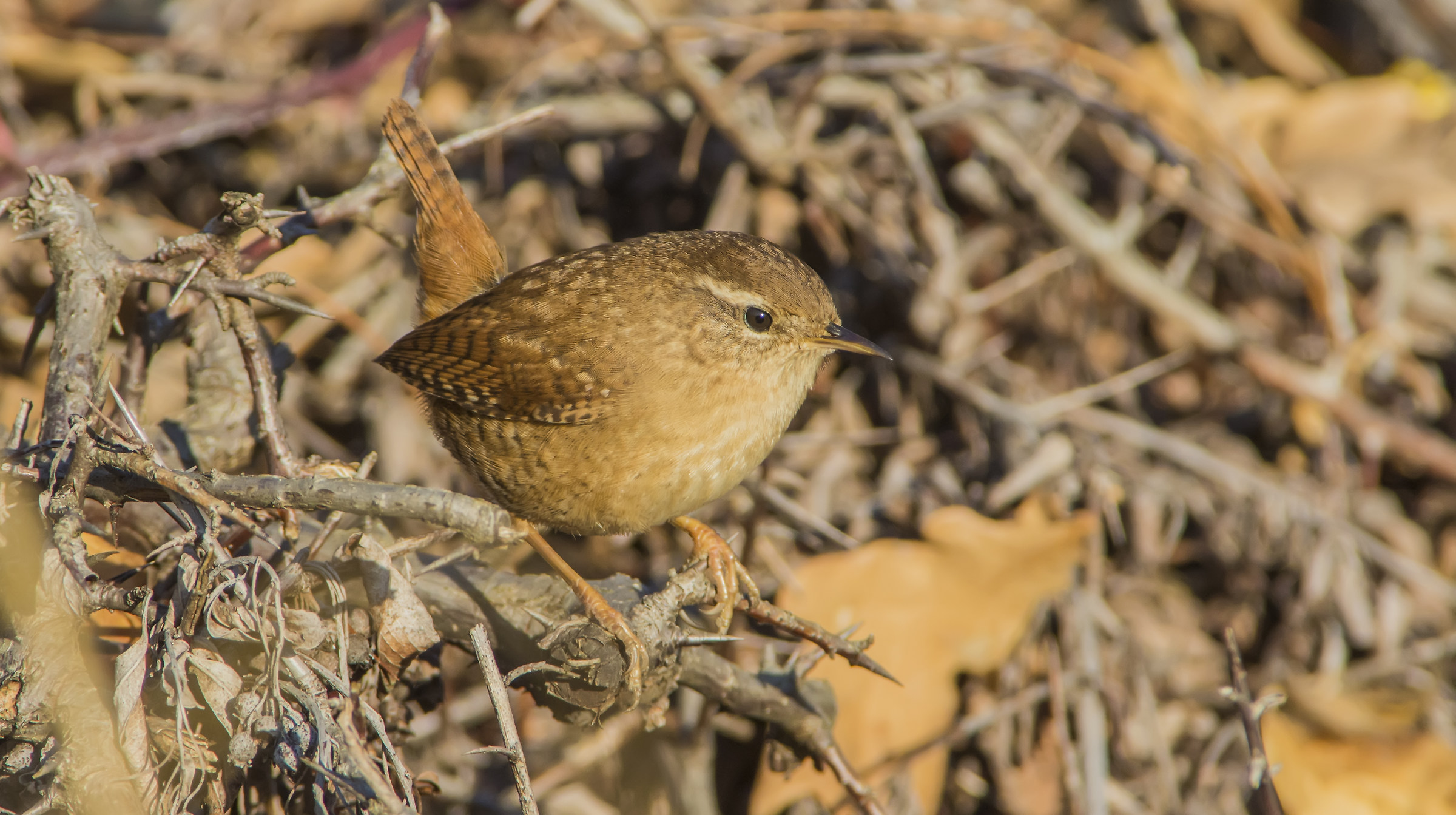 Wren