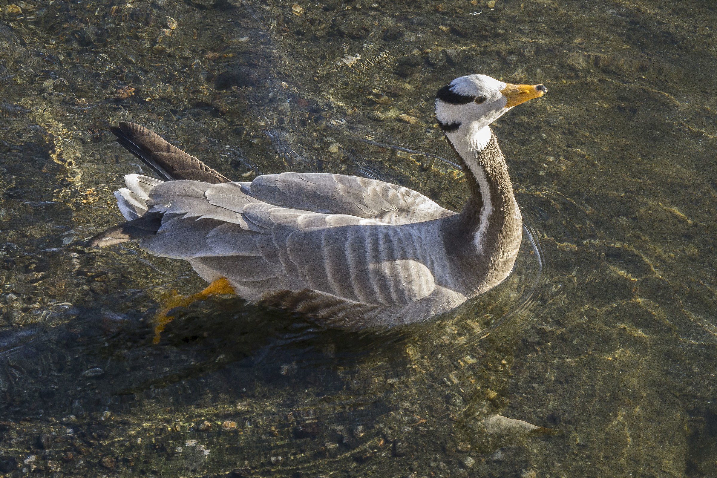 Oca indiana sul Ticino - 1