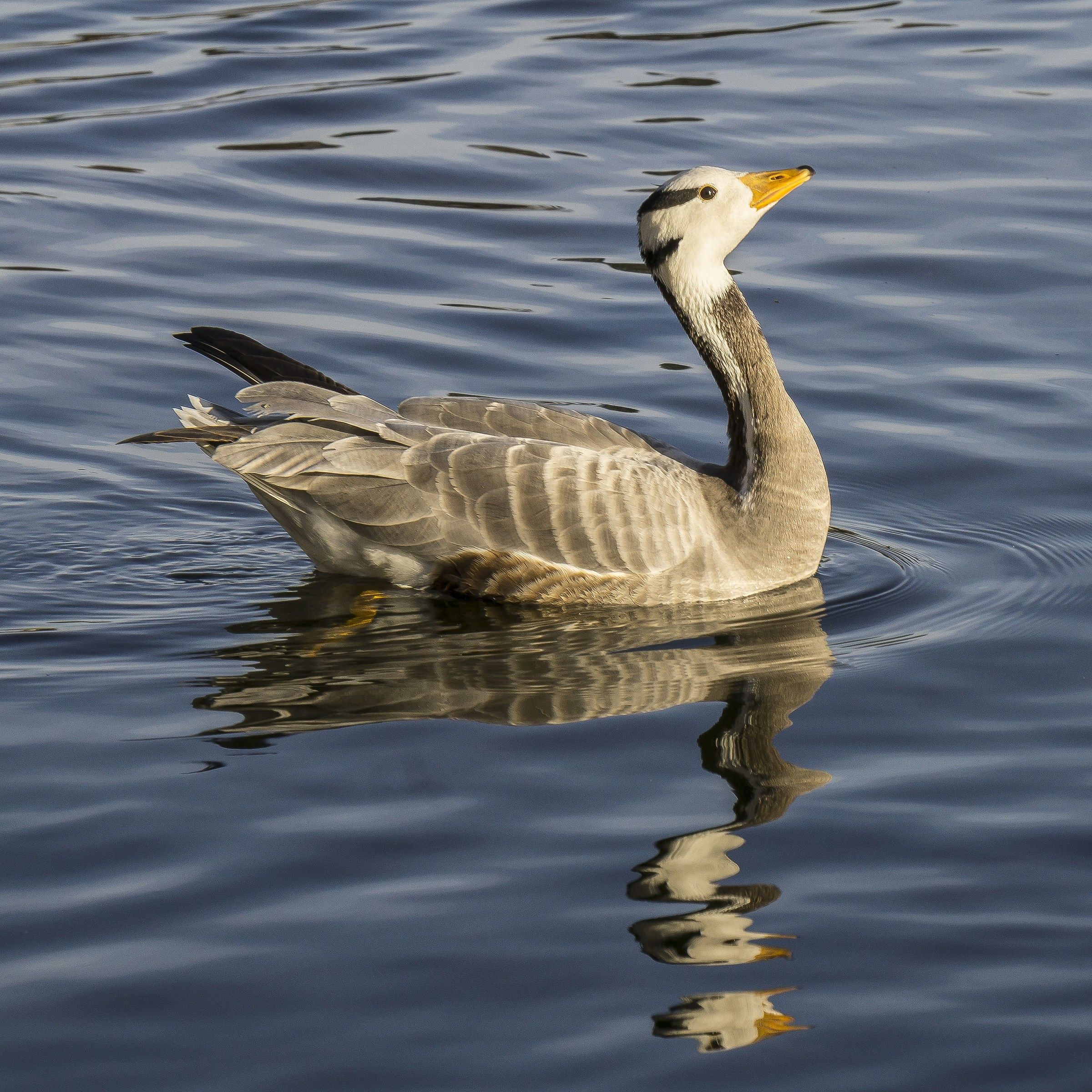 Oca indiana sul Ticino - 2