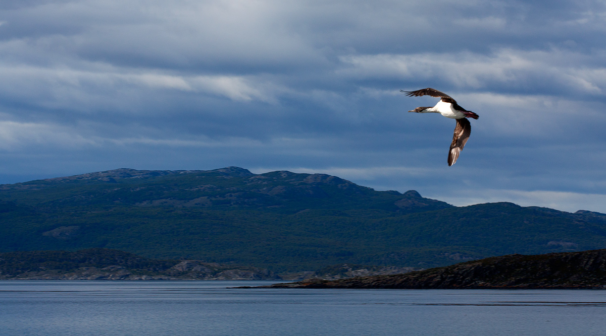 Cormorano in volo nel Canale di Beagle
