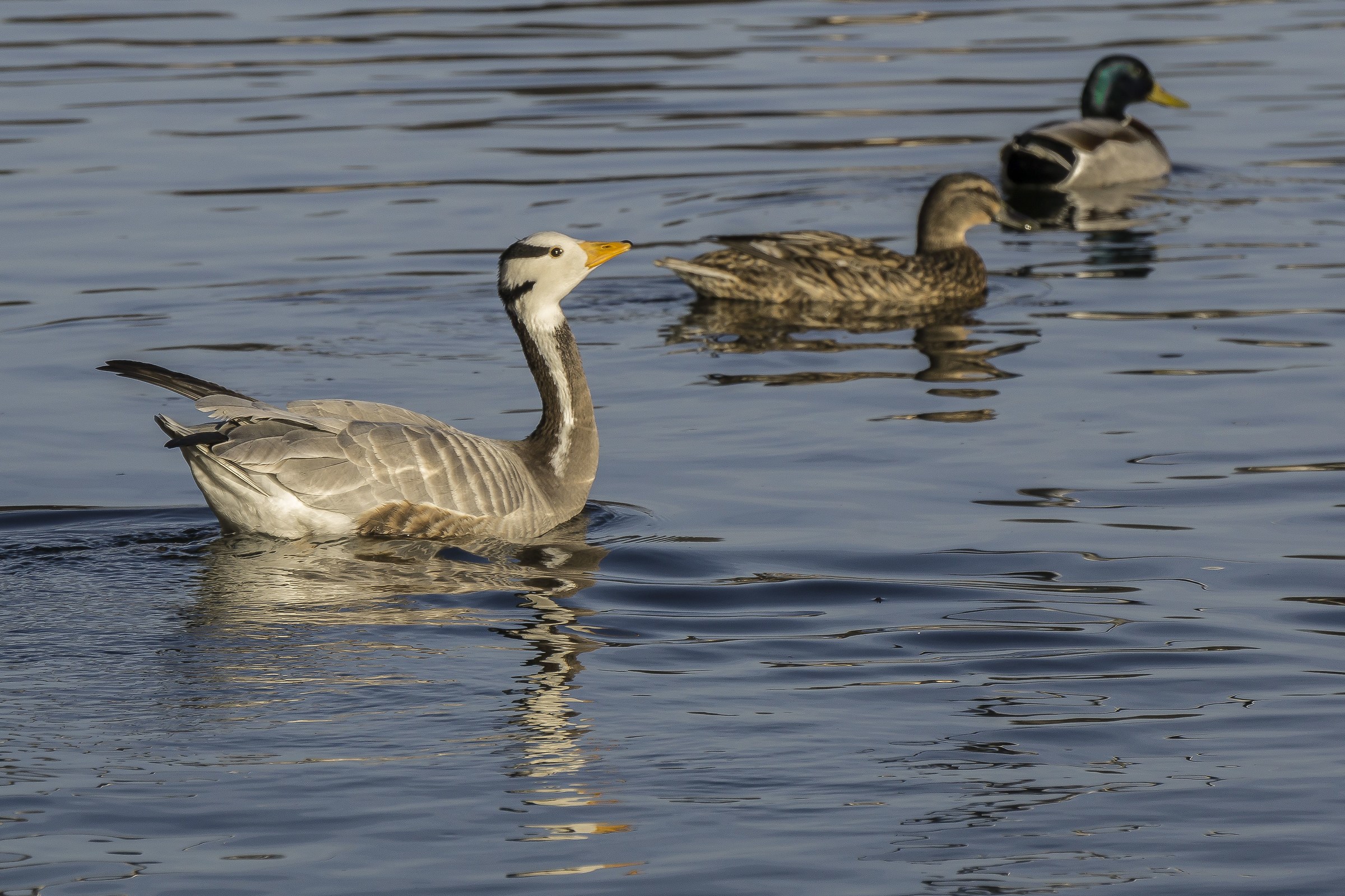Oca indiana sul Ticino - 3