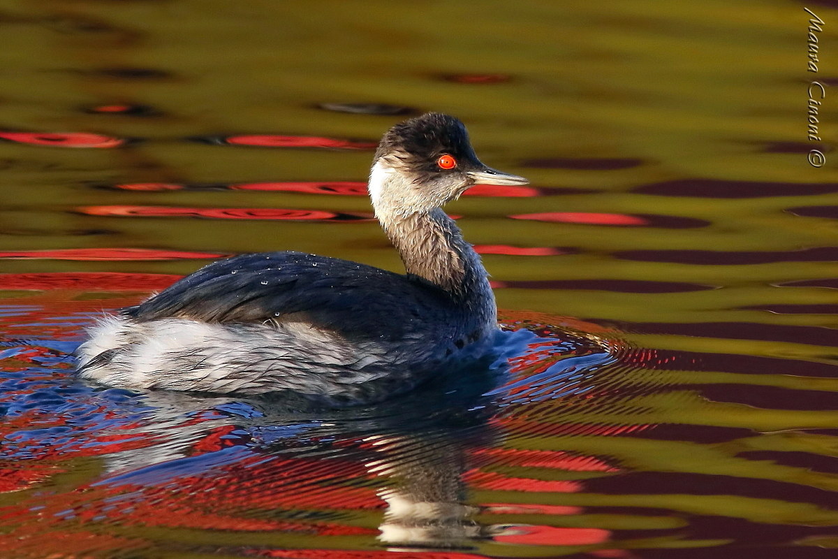 Small grebe.Winter tale
