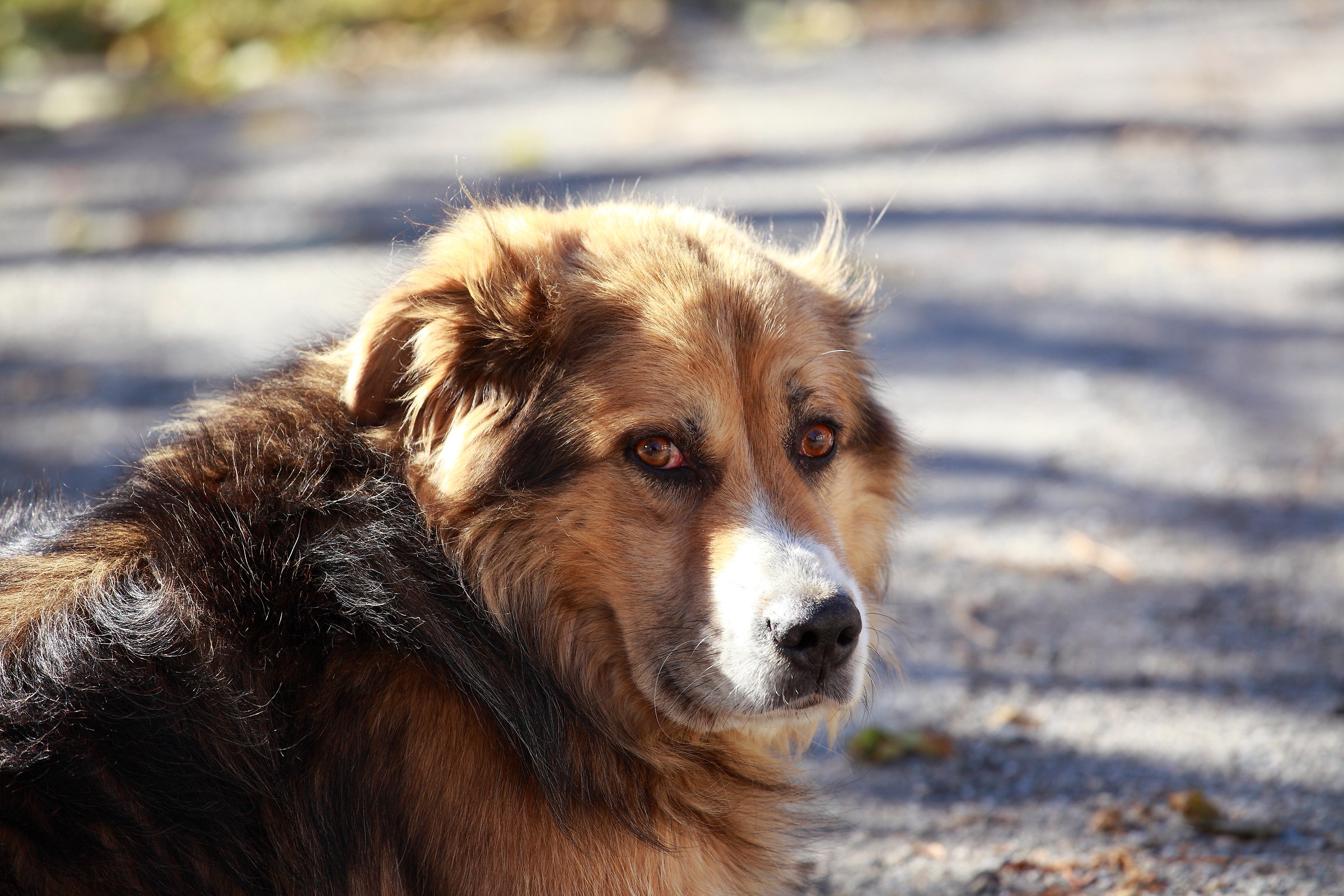 the shy, Ceresole Reale