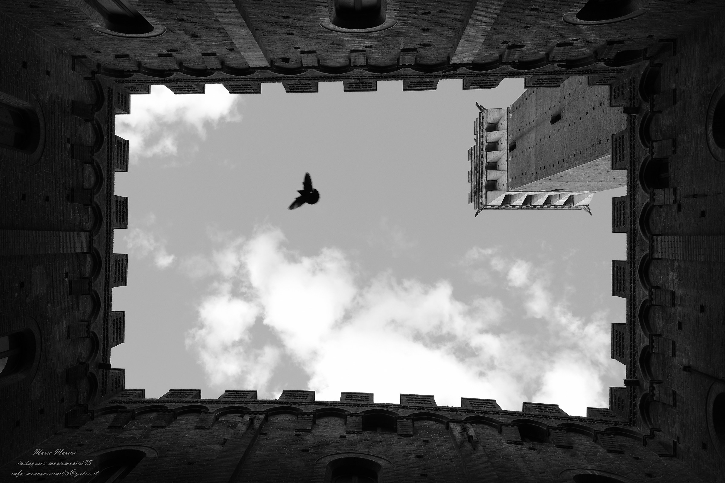 A classic ... with pigeon