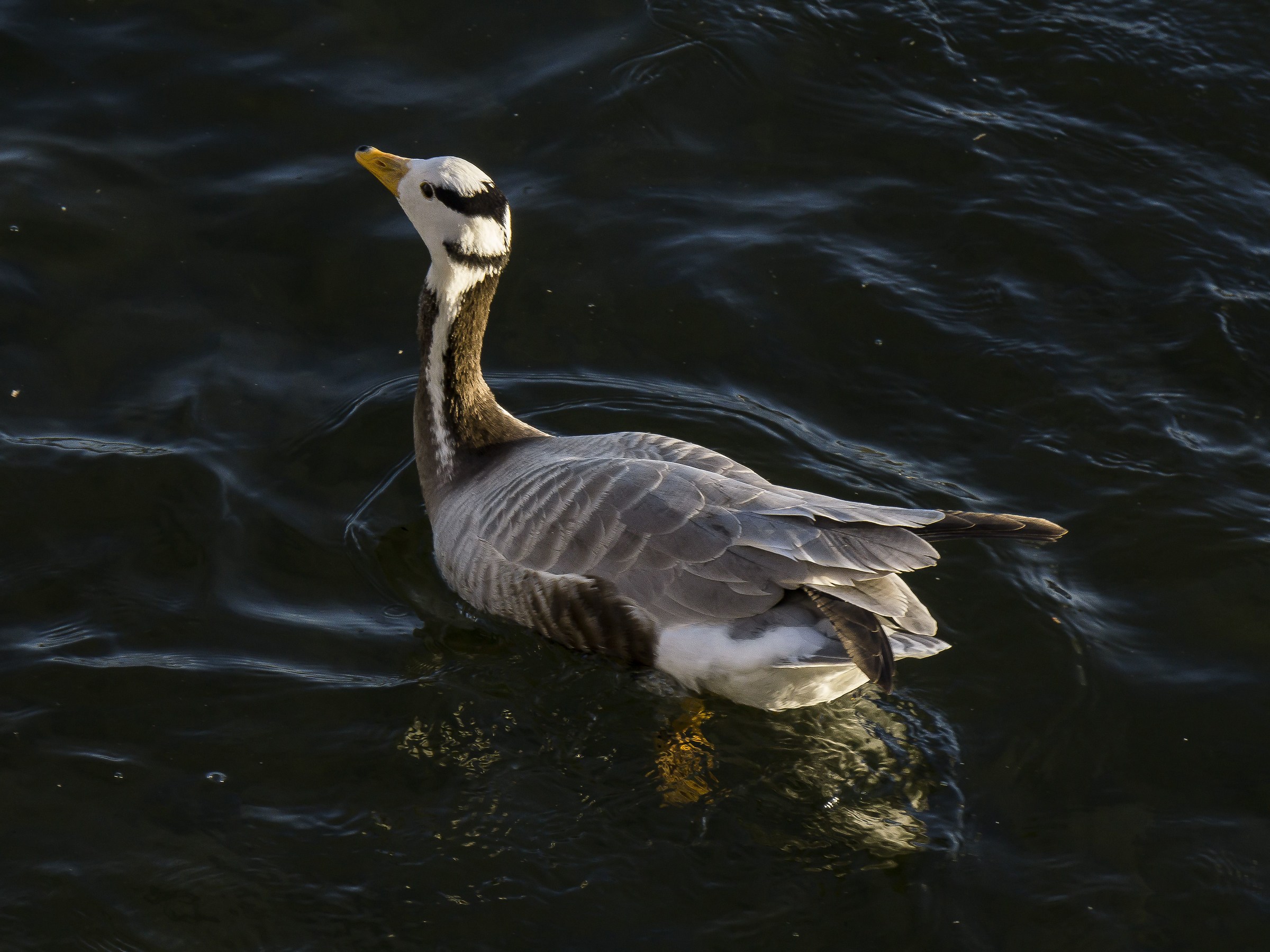 Oca indiana sul Ticino - 7