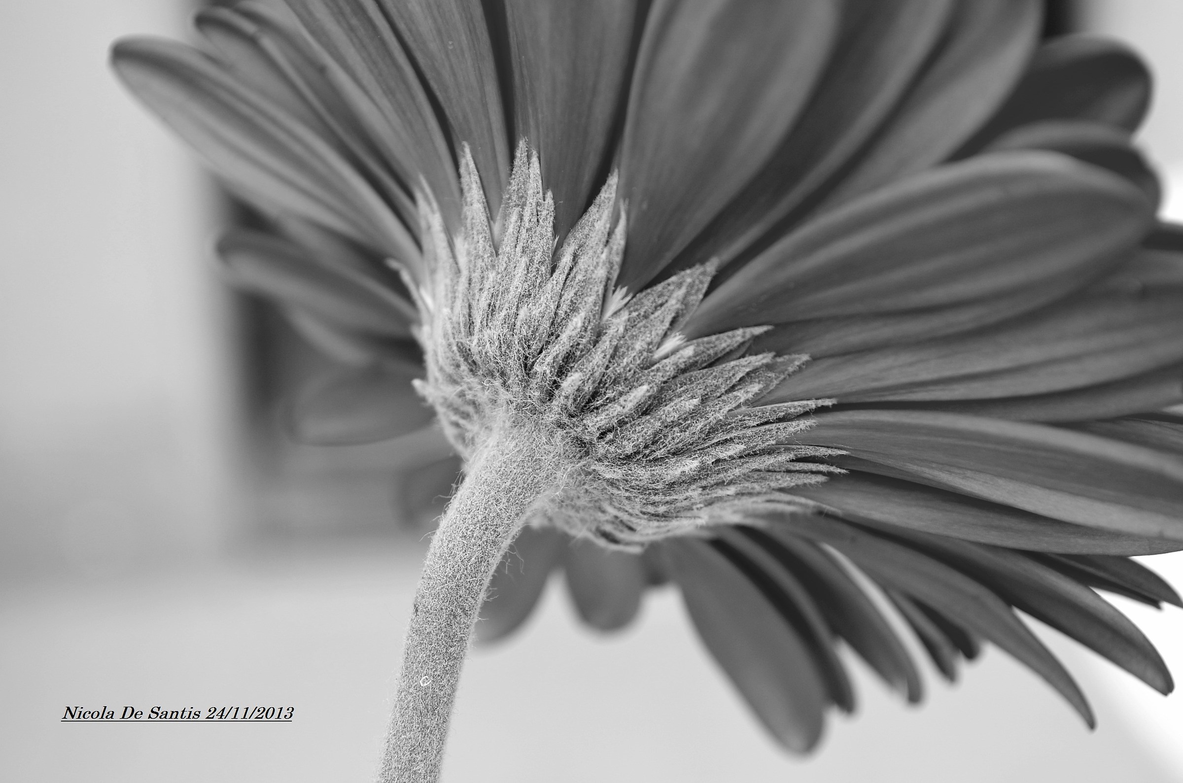 Untitled Photo