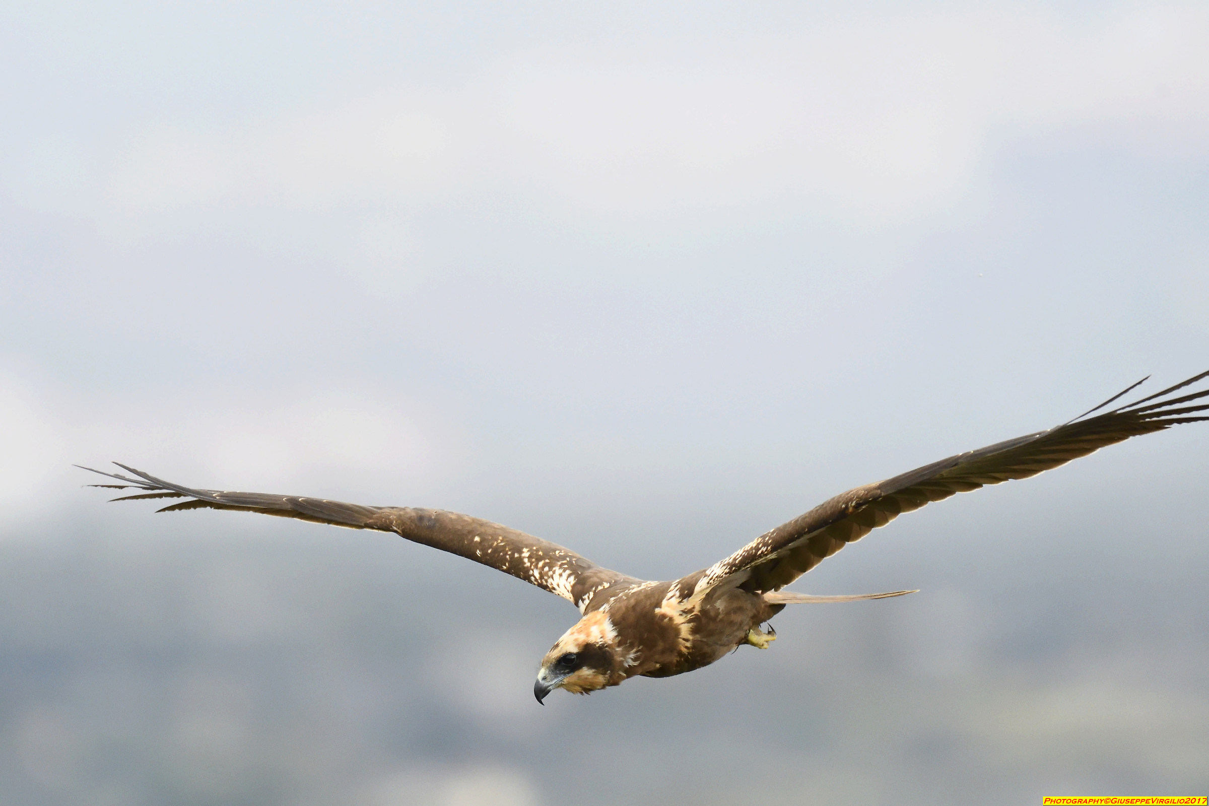 Falco Di Palude - North Sardinia - October2017