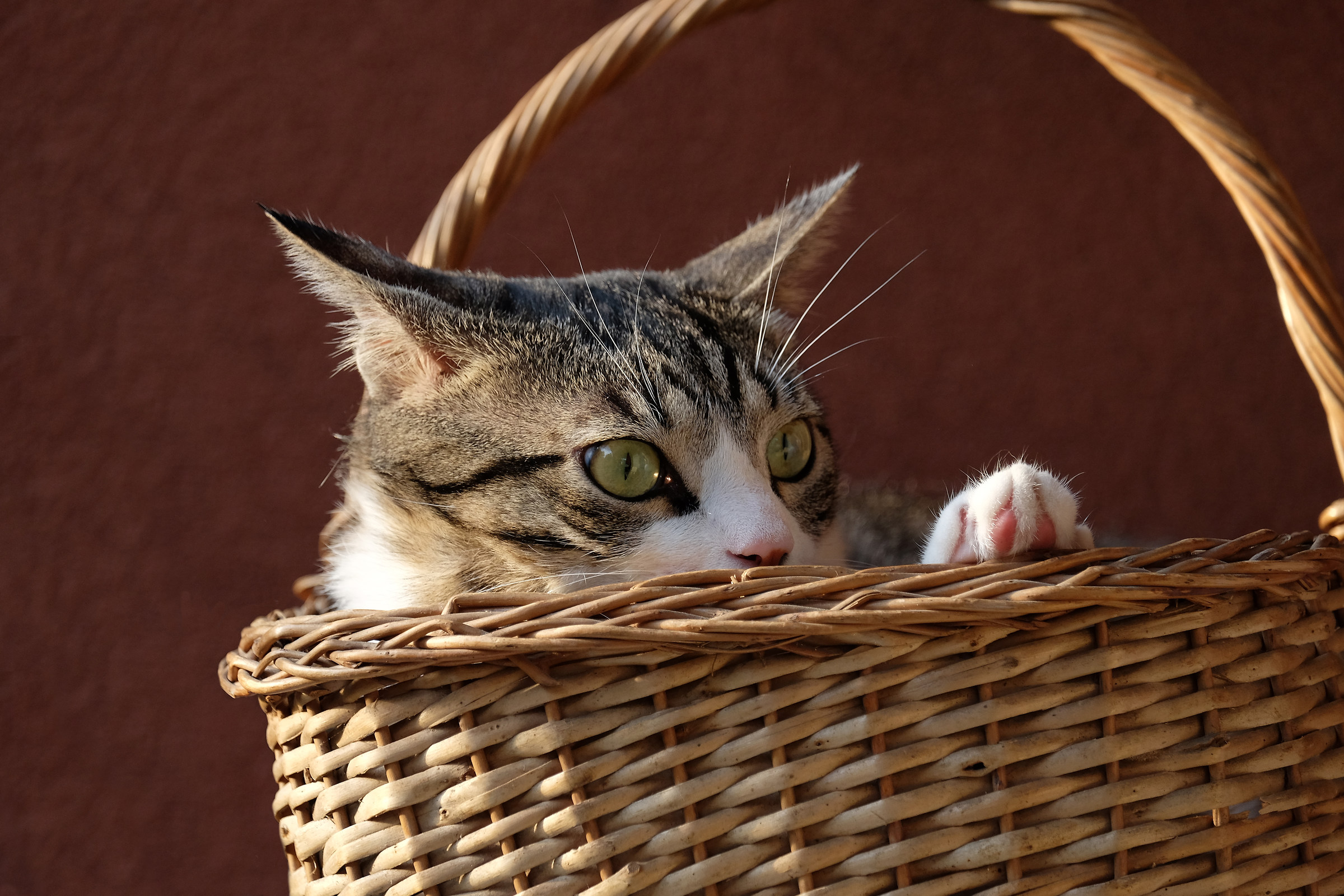 Gatto nel cestino