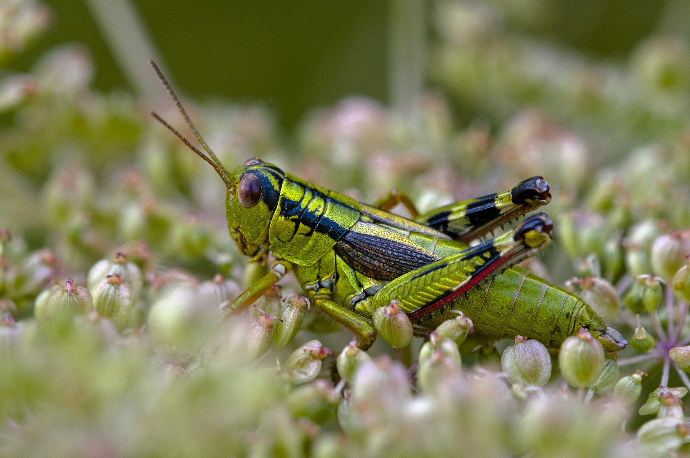 Miramella alpina (Kollar, 1833) - Acrididae